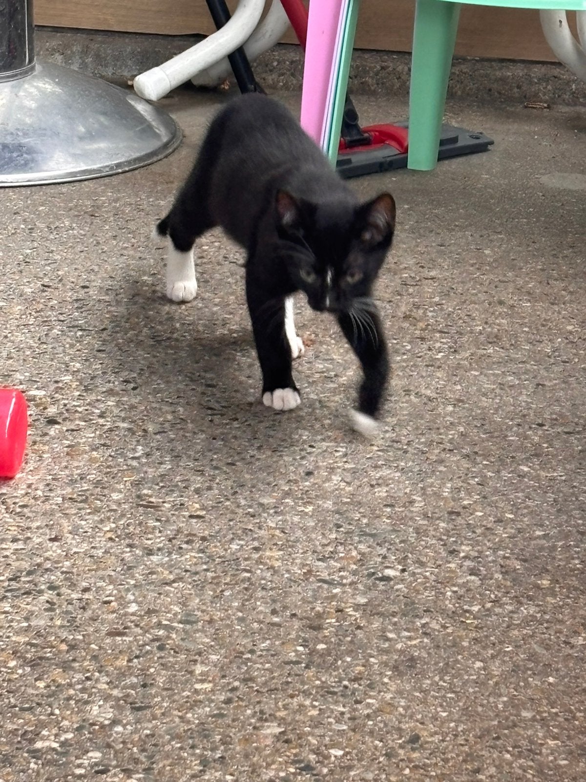 Kittens 13 weken jong, Dieren en Toebehoren, Katten en Kittens | Overige Katten, Meerdere dieren