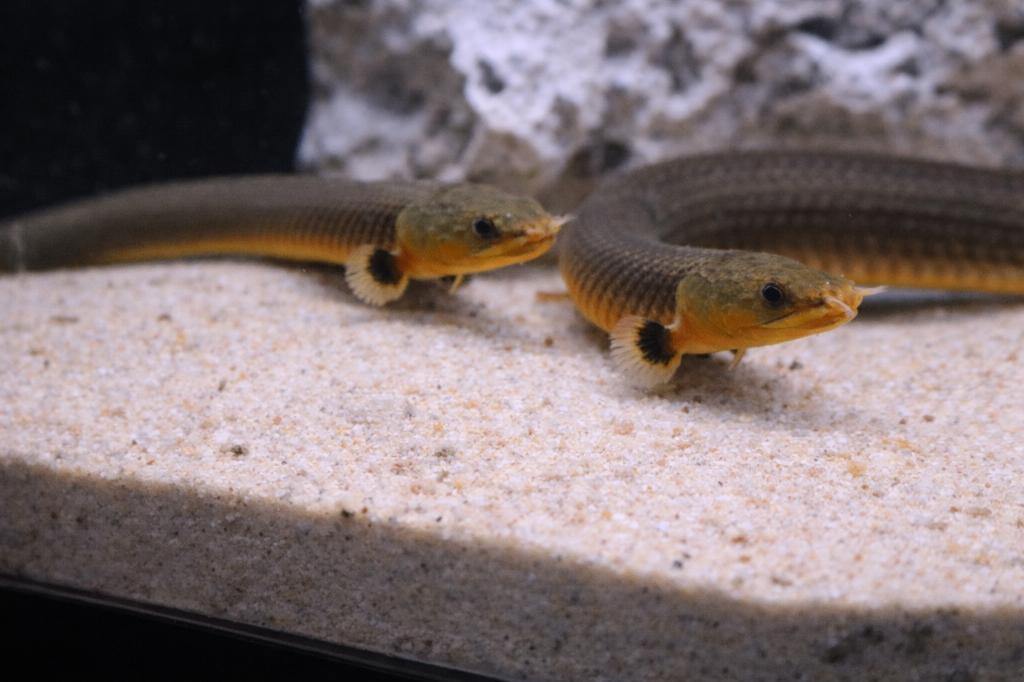 Wimpelaal – Erpetoichthys calabaricus, Dieren en Toebehoren, Vissen | Aquariumvissen, Vis, Zoetwatervis