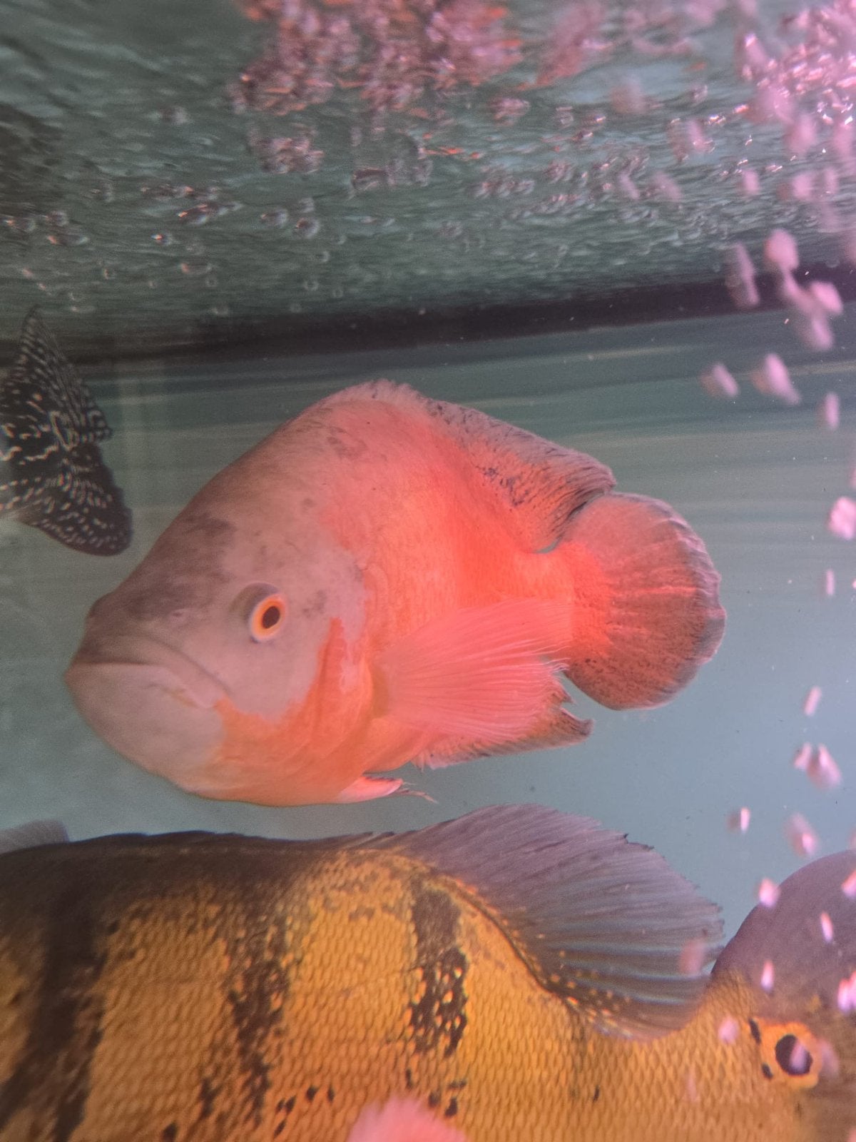 oscar pauwoog groep van 5 stuks, Dieren en Toebehoren, Vissen | Aquariumvissen, Vis, Zoetwatervis, Schoolvis
