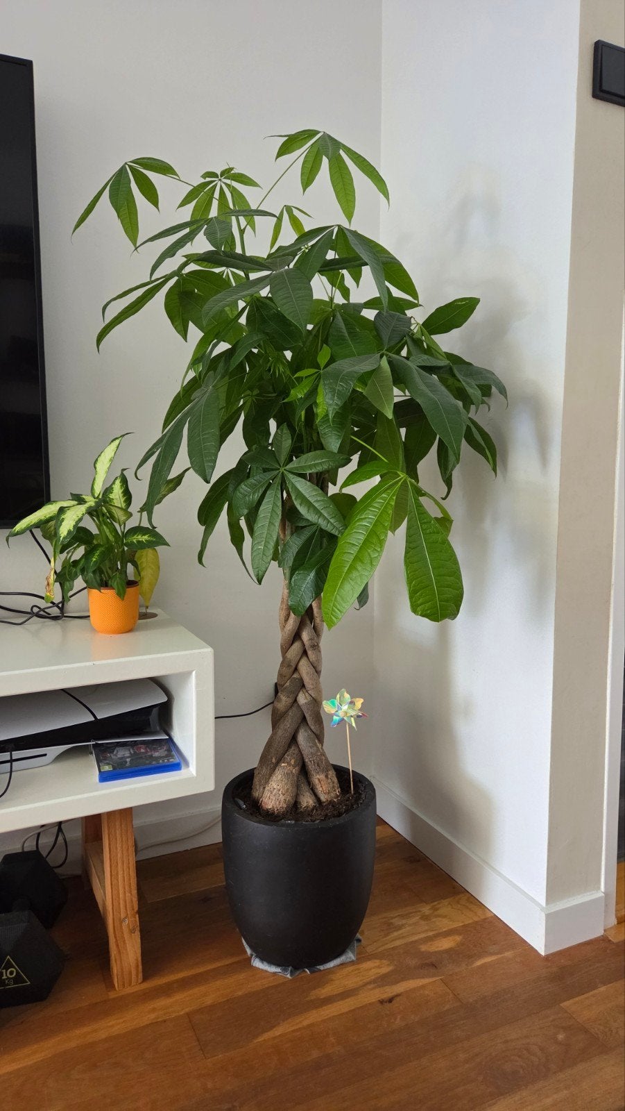 Geldboom (Pachira Aquatica) in goede gezondheid, Ophalen, Zo goed als nieuw, Groen, Natuurlijk materiaal