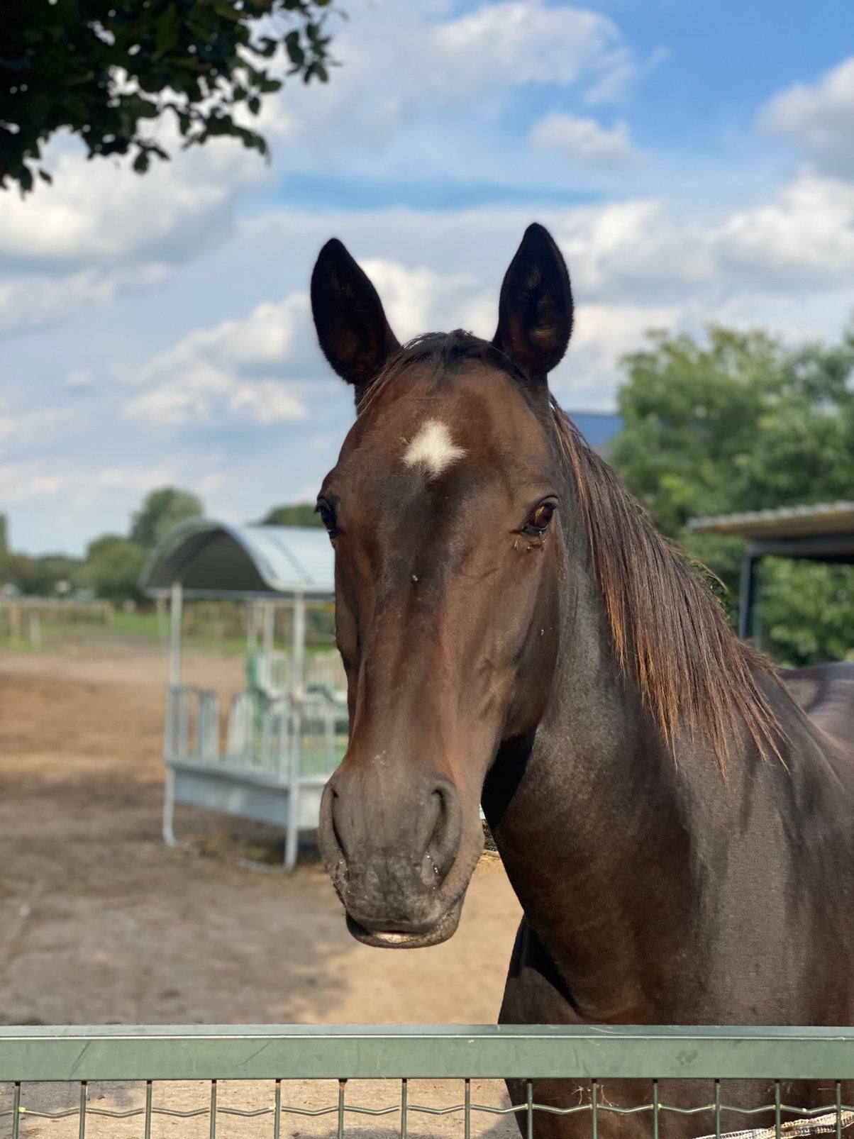 Lieve merrie aangeboden, Dieren en Toebehoren, Merrie, 160 tot 165 cm, 11 jaar of ouder, Recreatiepaard