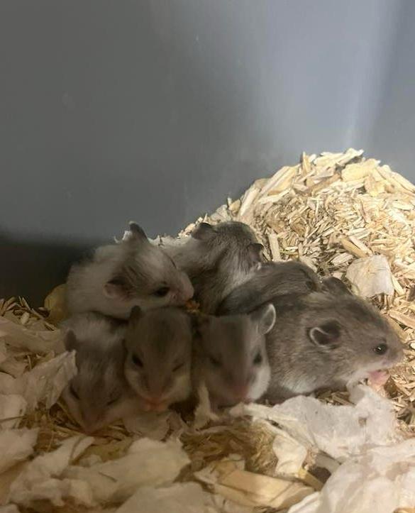 Tammen baby hamsters, Dieren en Toebehoren, Knaagdieren, Hamster, Maart, Meerdere dieren, Tam