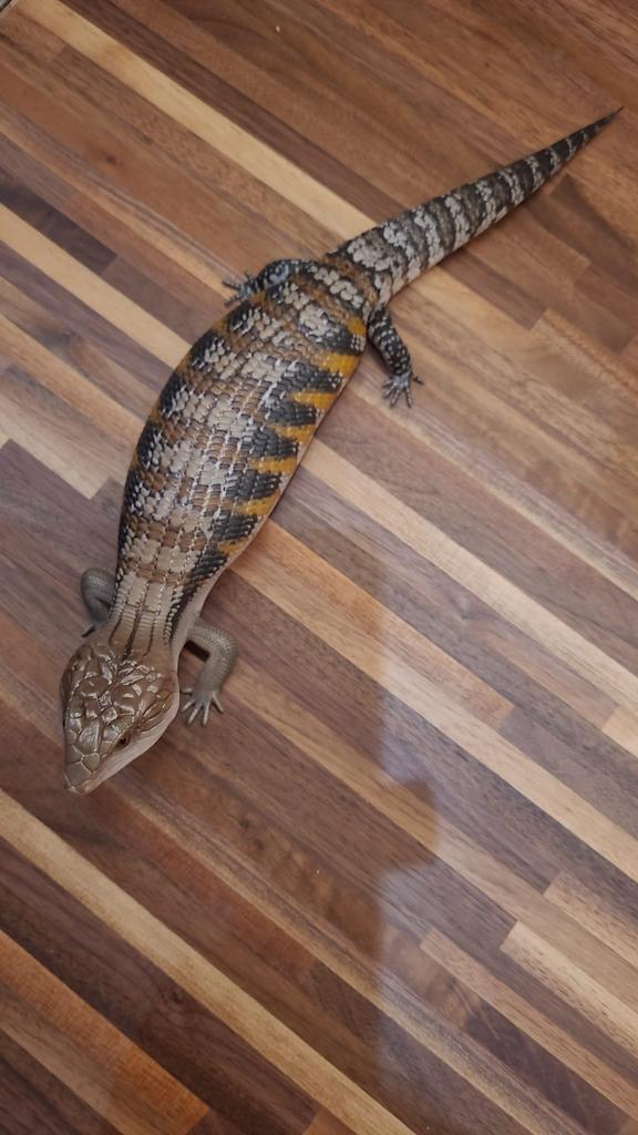 Australische blauwtongskink, tiliqua scincoides intermedia Blue Tongue Skink - unknown for sale from Mellevandop
