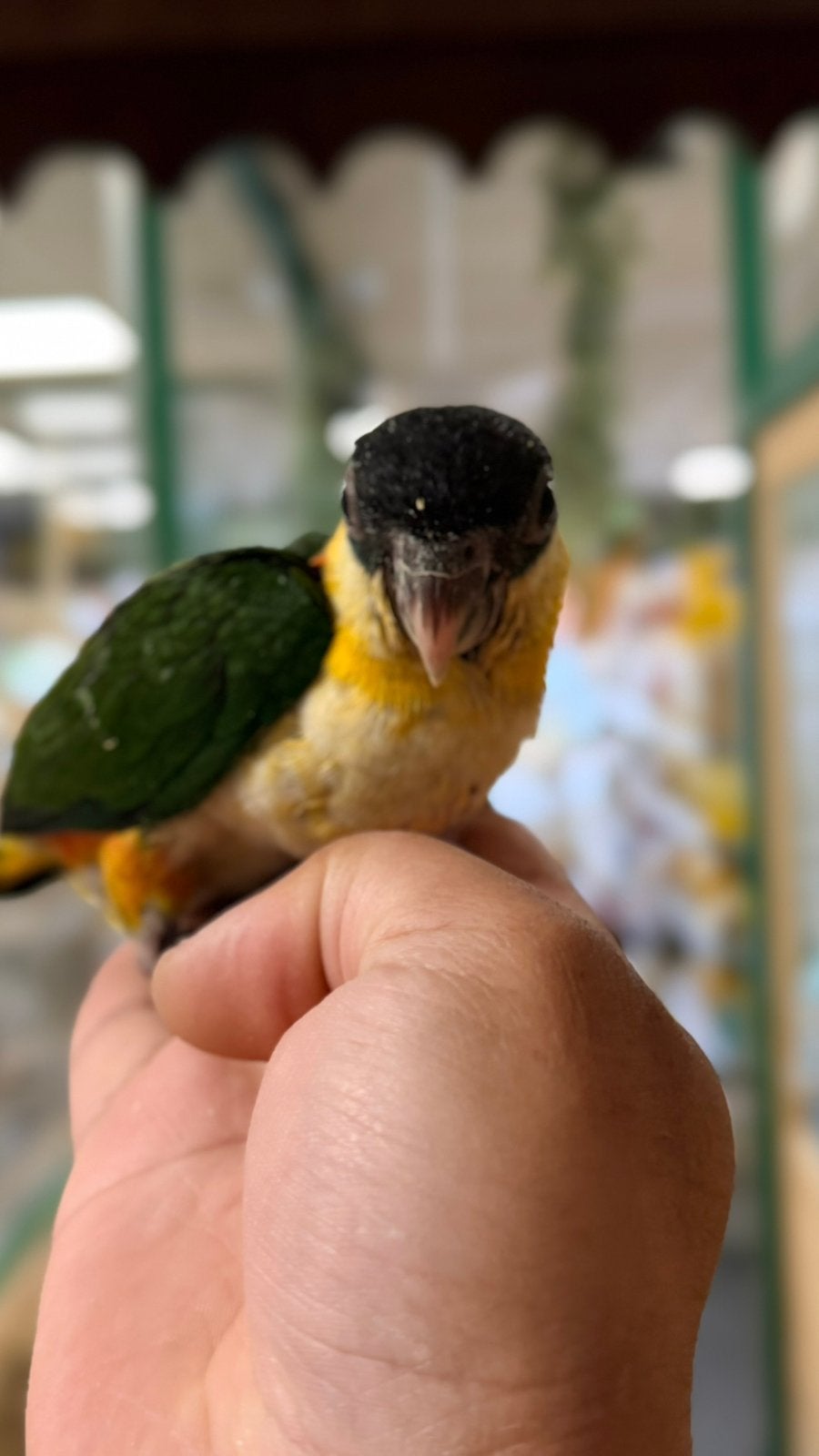 Tam Caique’s, Meerdere dieren, Papegaai, Pratend