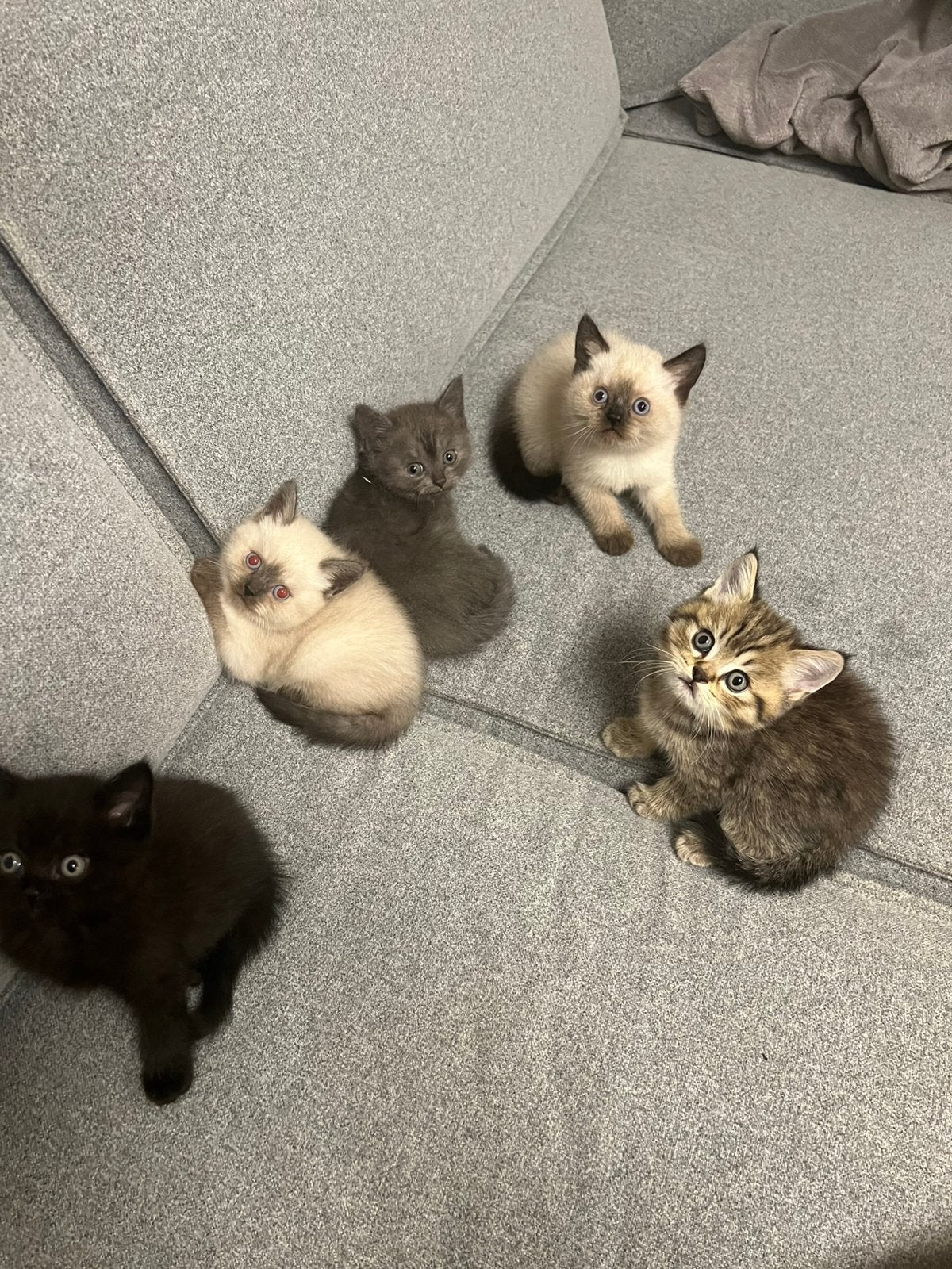 Lieve Britse Korthaar kittens zoeken een liefdevol thuis, Dieren en Toebehoren, Meerdere dieren, 0 tot 2 jaar