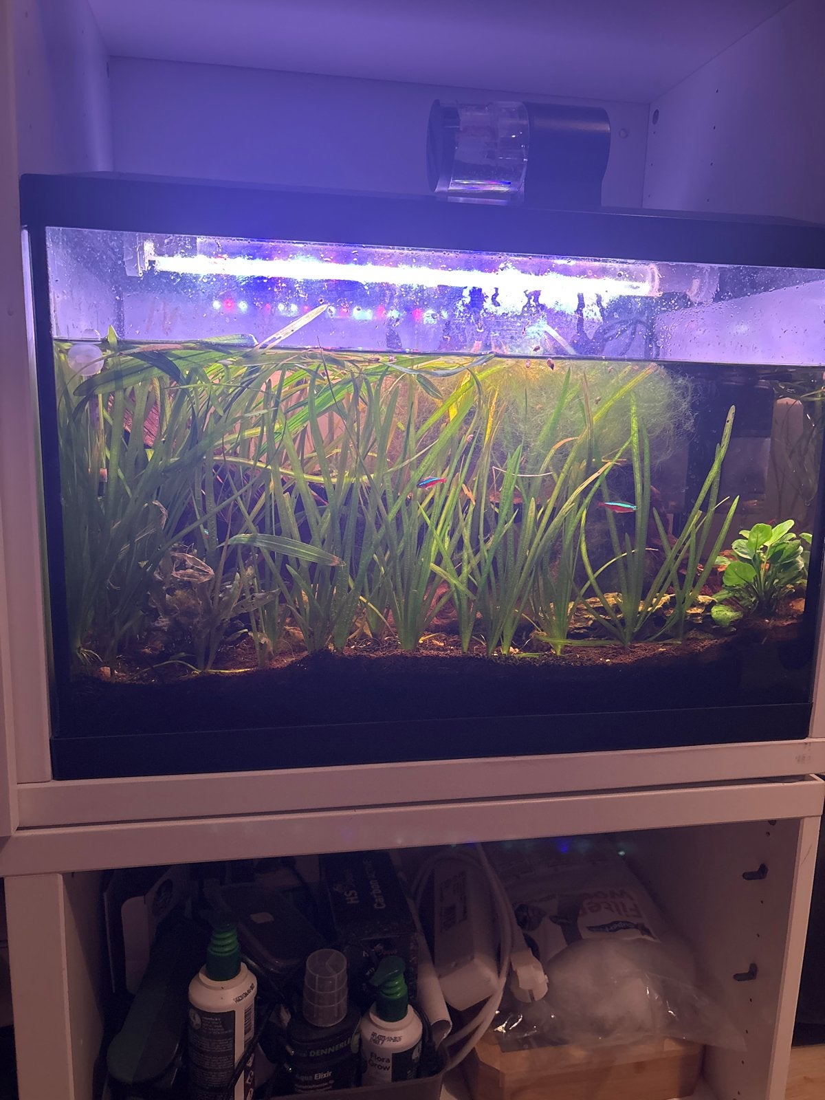Aquarium, Ophalen