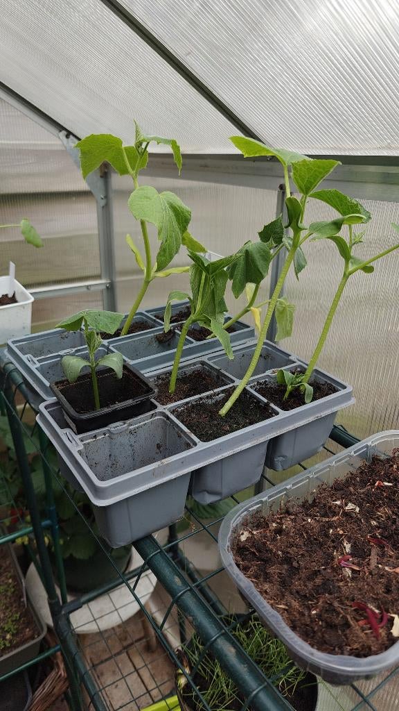 Komkommer courgette planten, Ophalen, Eenjarig, Groenteplanten, Volle zon