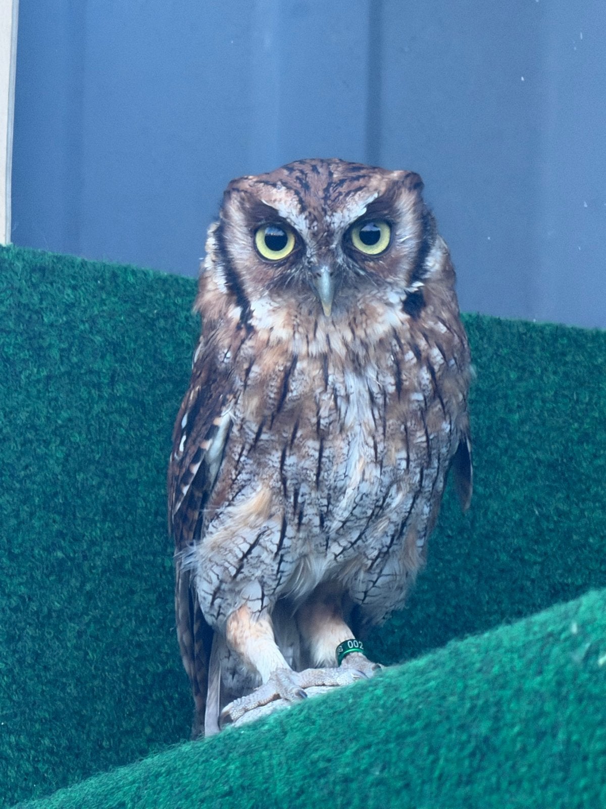 Otus choliba, Meerdere dieren, Roofvogel, Tam