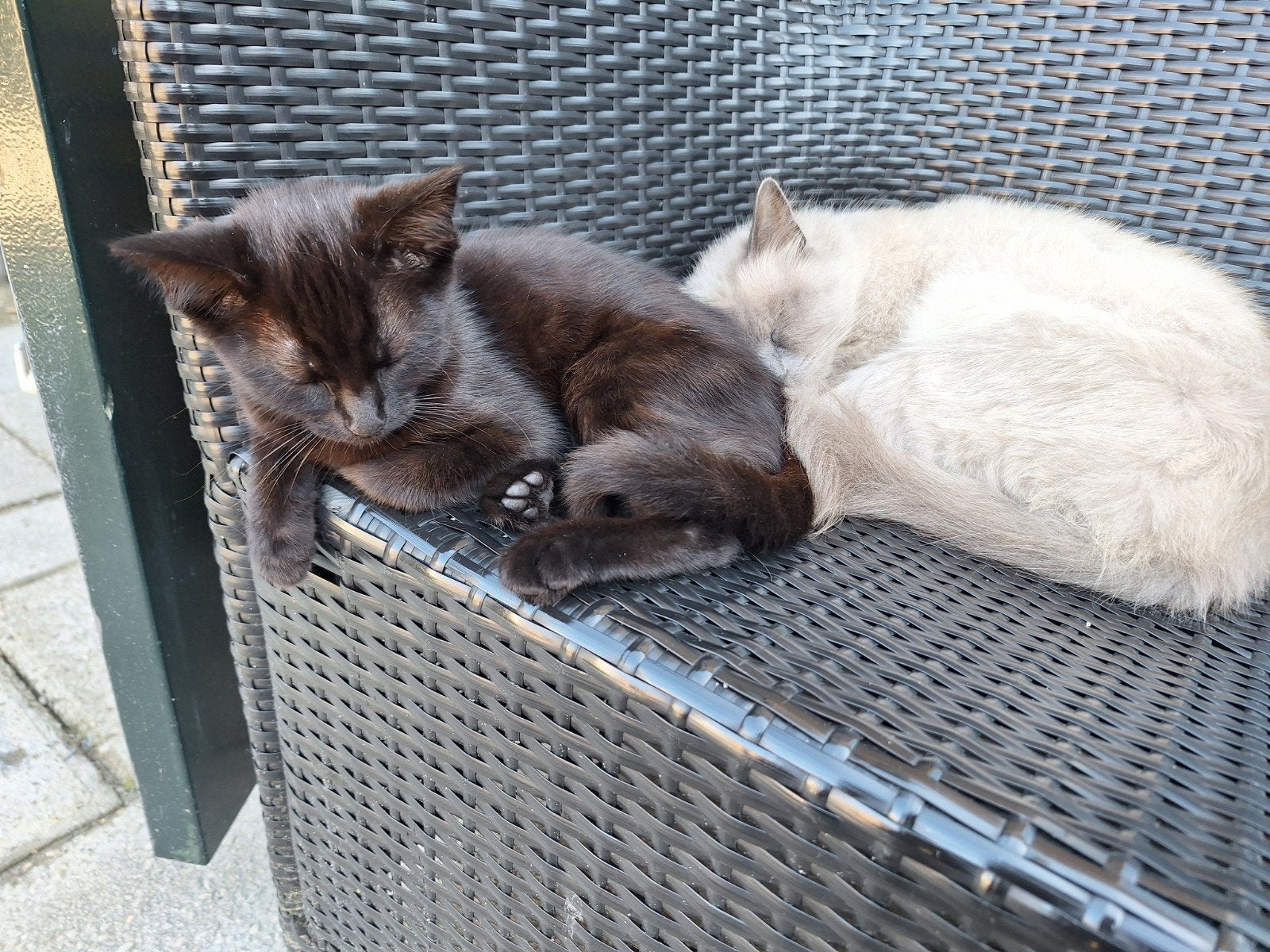 half ragdoll katertje helemaal zwart van kleur, Kater, Ontwormd, 0 tot 2 jaar
