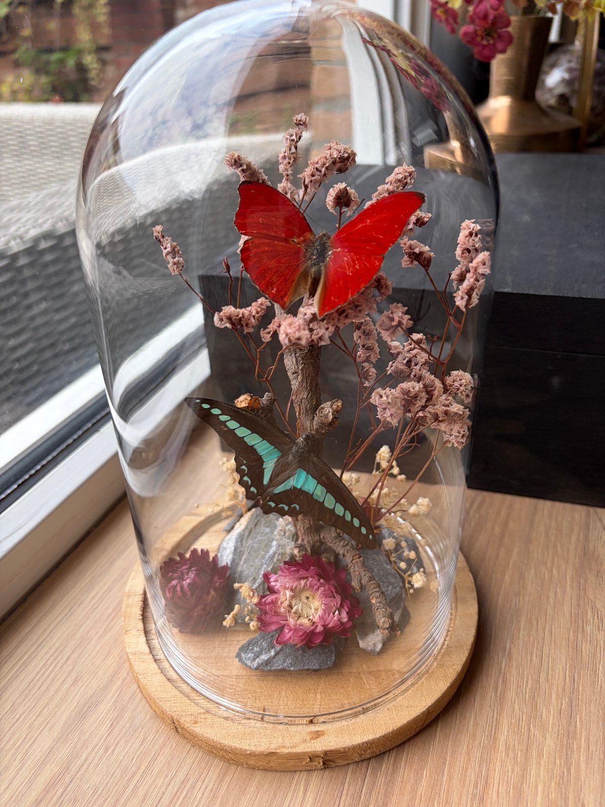 Vlinders Cymothoe Sangaris en Graphium Sarpedon in stolp, Ophalen, Nieuw, Insect, Opgezet dier
