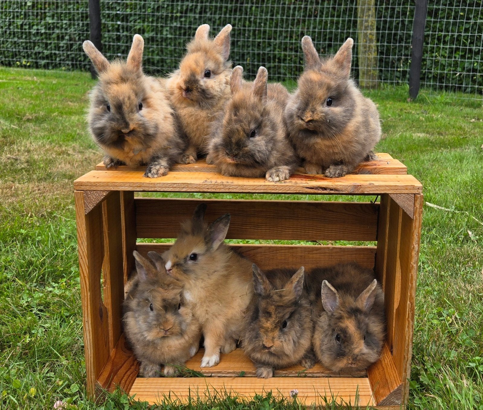 Konijnen, Meerdere dieren, Middelgroot, 0 tot 2 jaar