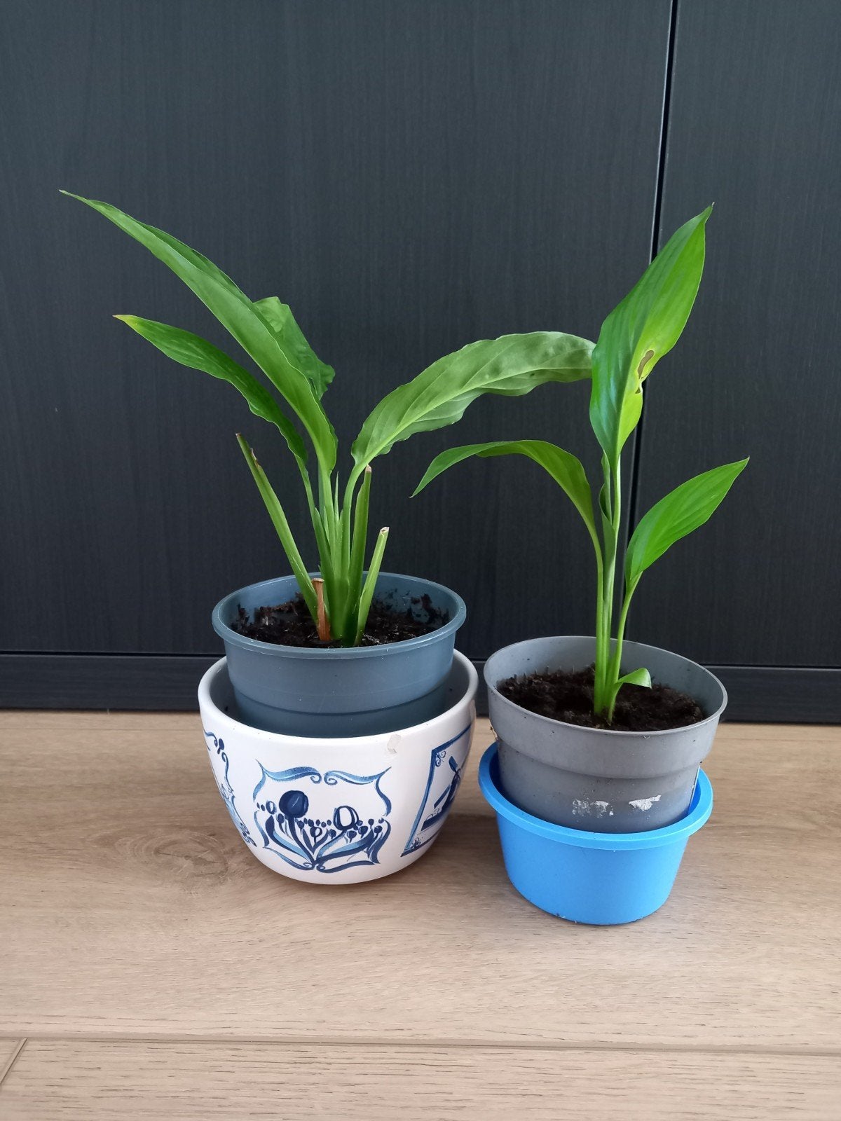 Lepelplanten, Ophalen, Overige soorten, Halfschaduw, Minder dan 100 cm