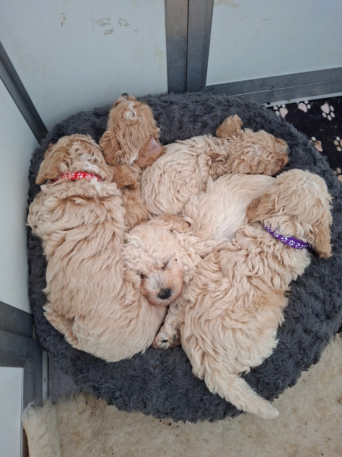 maltipoo puppy's, Overige rassen, 8 tot 15 weken, Meerdere, Meerdere dieren
