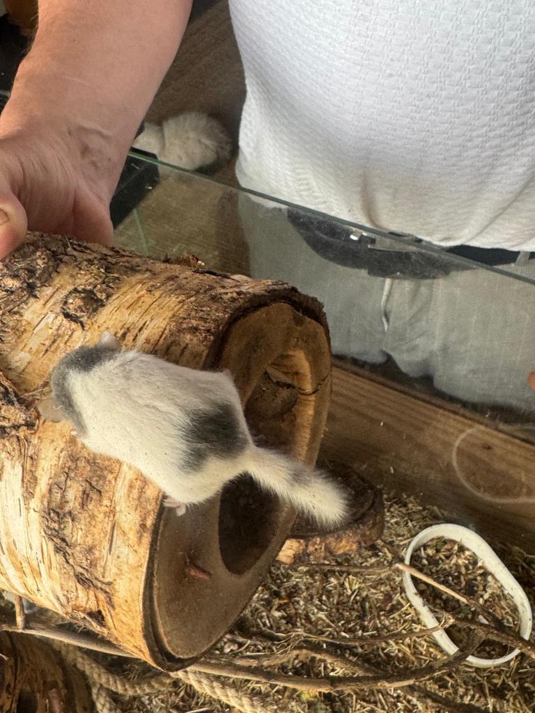 Prachtige bonte afrikaanse dwergrelmuizen, Dieren en Toebehoren, Knaagdieren, Februari, Muis, Meerdere dieren, Tam