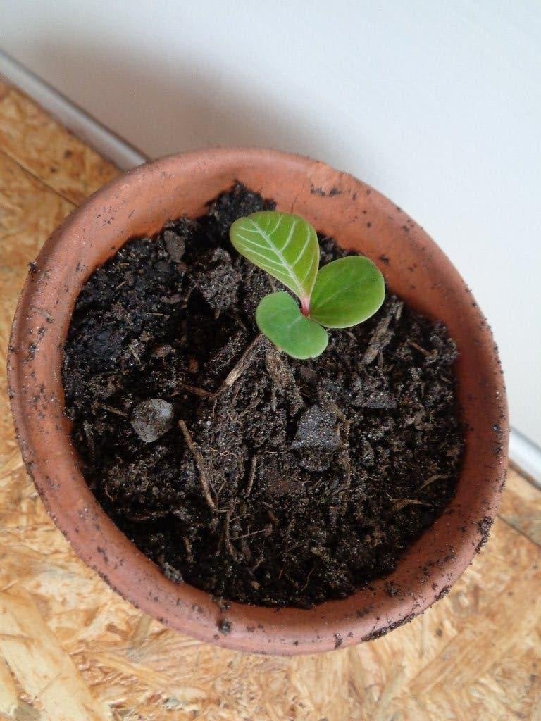 jonge plantjes MADAGASKAR JEWEL plant Euphorbia leuconeura, Ophalen, In pot, Halfschaduw, Minder dan 100 cm