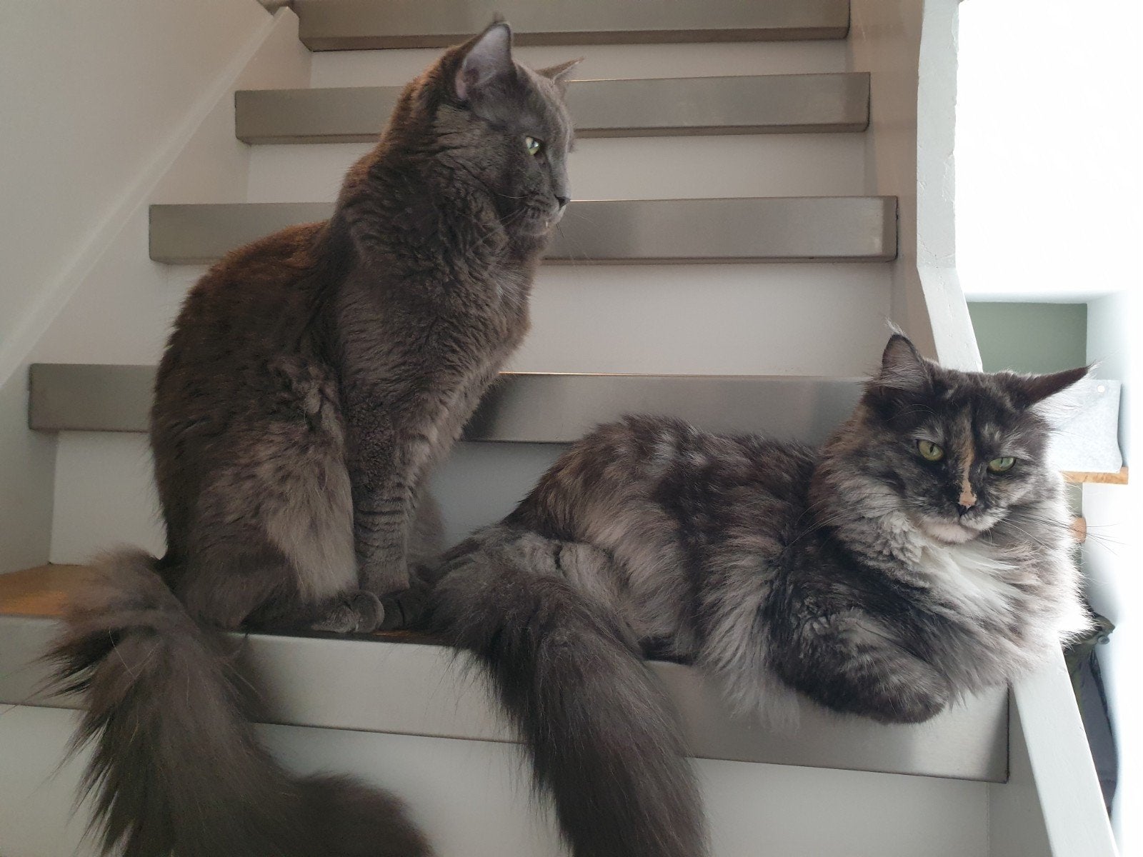 Twee onwijs mooie/lieve maine coon katten
