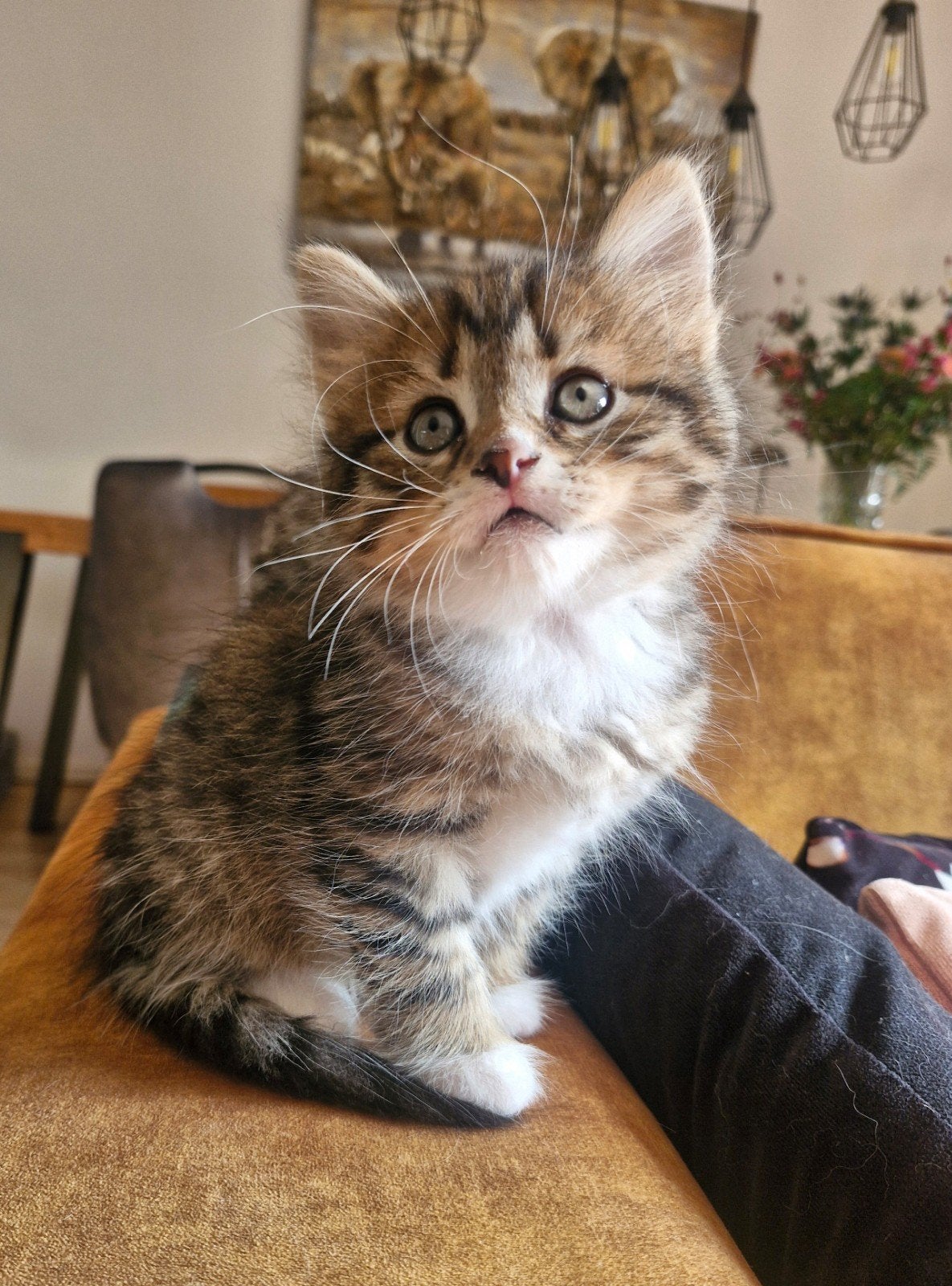 Tabby Siberische kat kitten kater, Kater, Gechipt, 0 tot 2 jaar