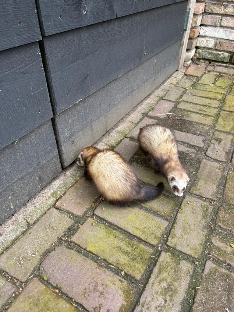Fretten, Mei, Meerdere dieren