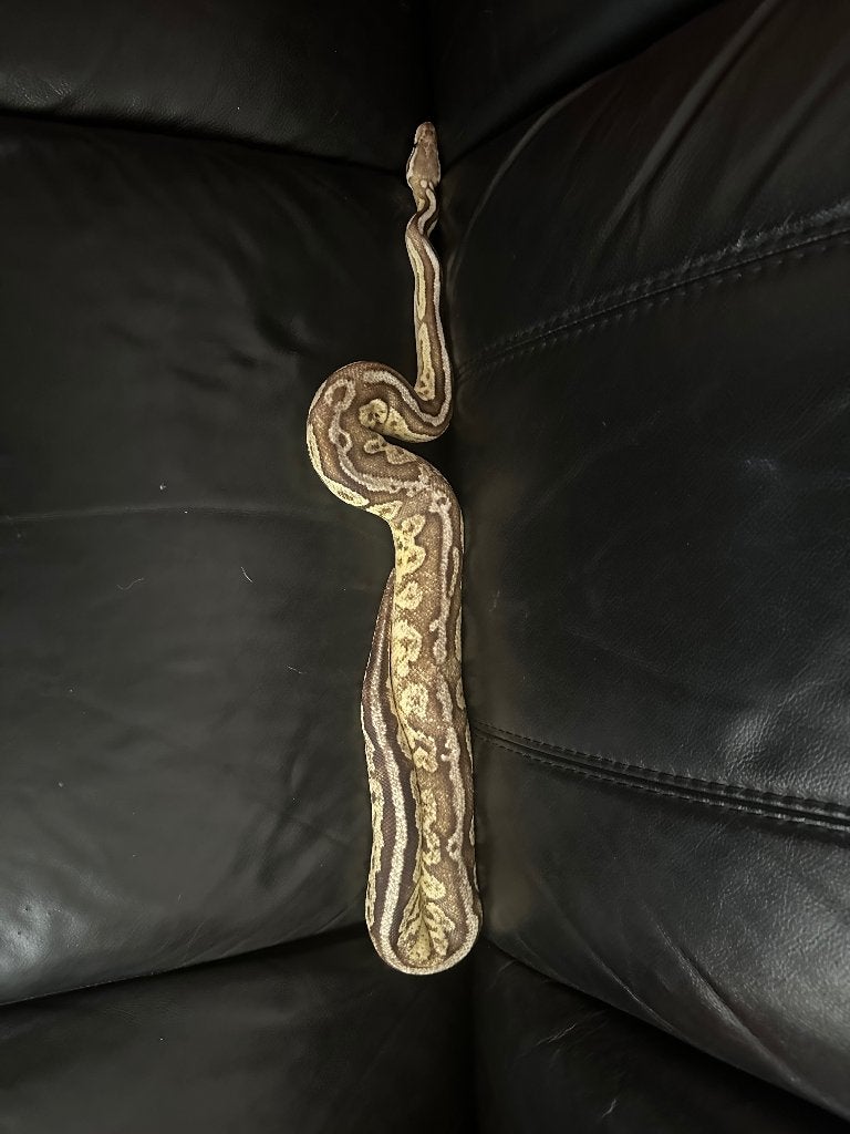 2.1 koningspythons te koop Ball Python photo 4