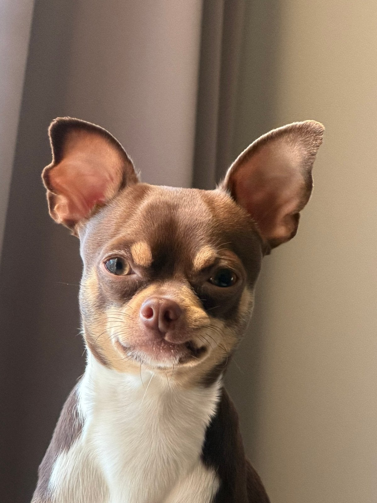 Dekreu  Chihuahua 2 jaar, Reu, 1 tot 2 jaar, Eén hond, CDV (hondenziekte)