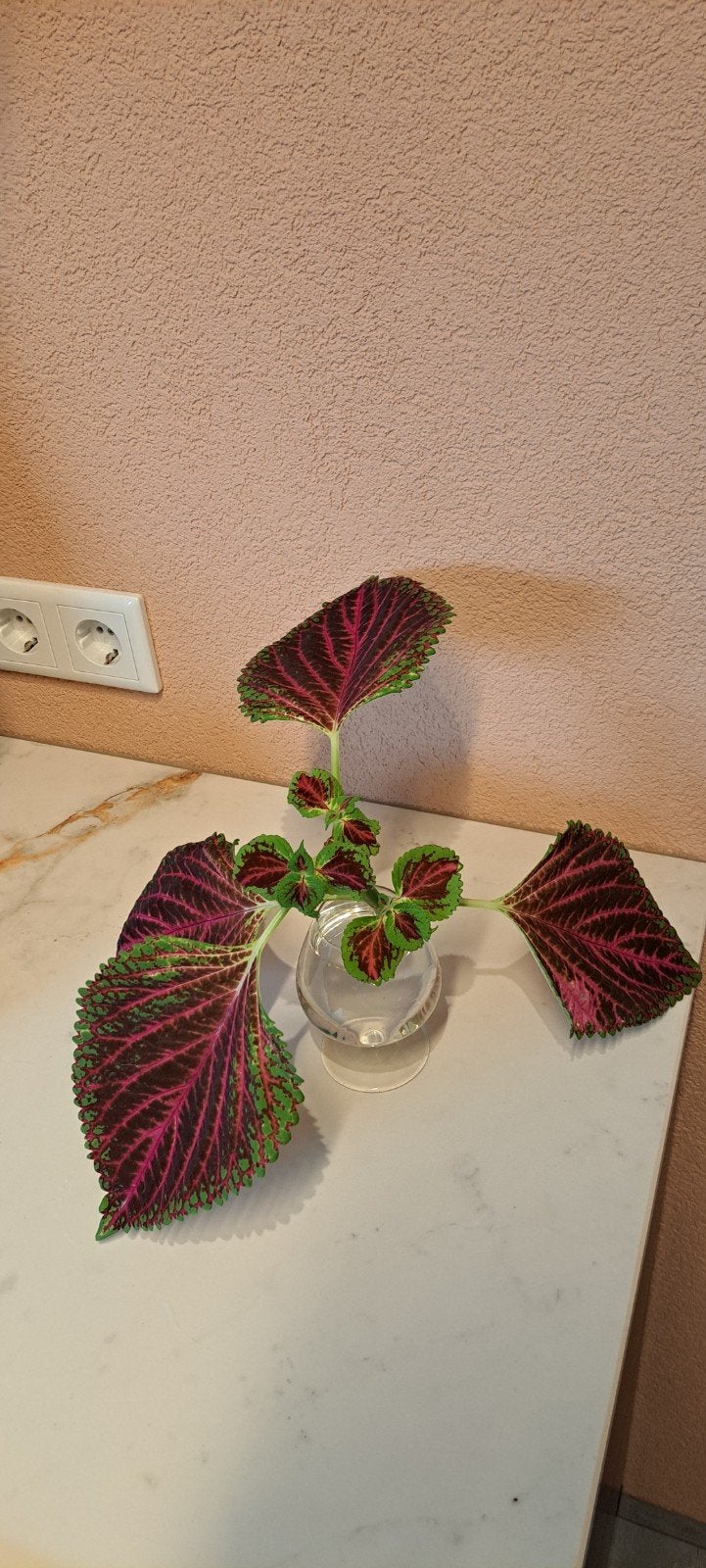 Megagrote coleus stek exclusief!
(Rechts achter, Bloeiende kamerplant, Ophalen of Verzenden, Halfschaduw, Minder dan 100 cm