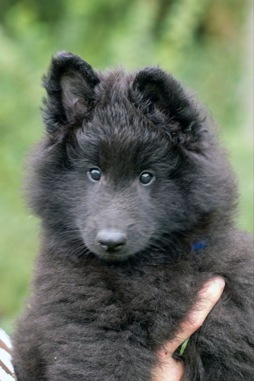 Groenendaeler pups met stamboom, Dieren en Toebehoren, CDV (hondenziekte), 8 tot 15 weken, Meerdere, Meerdere dieren