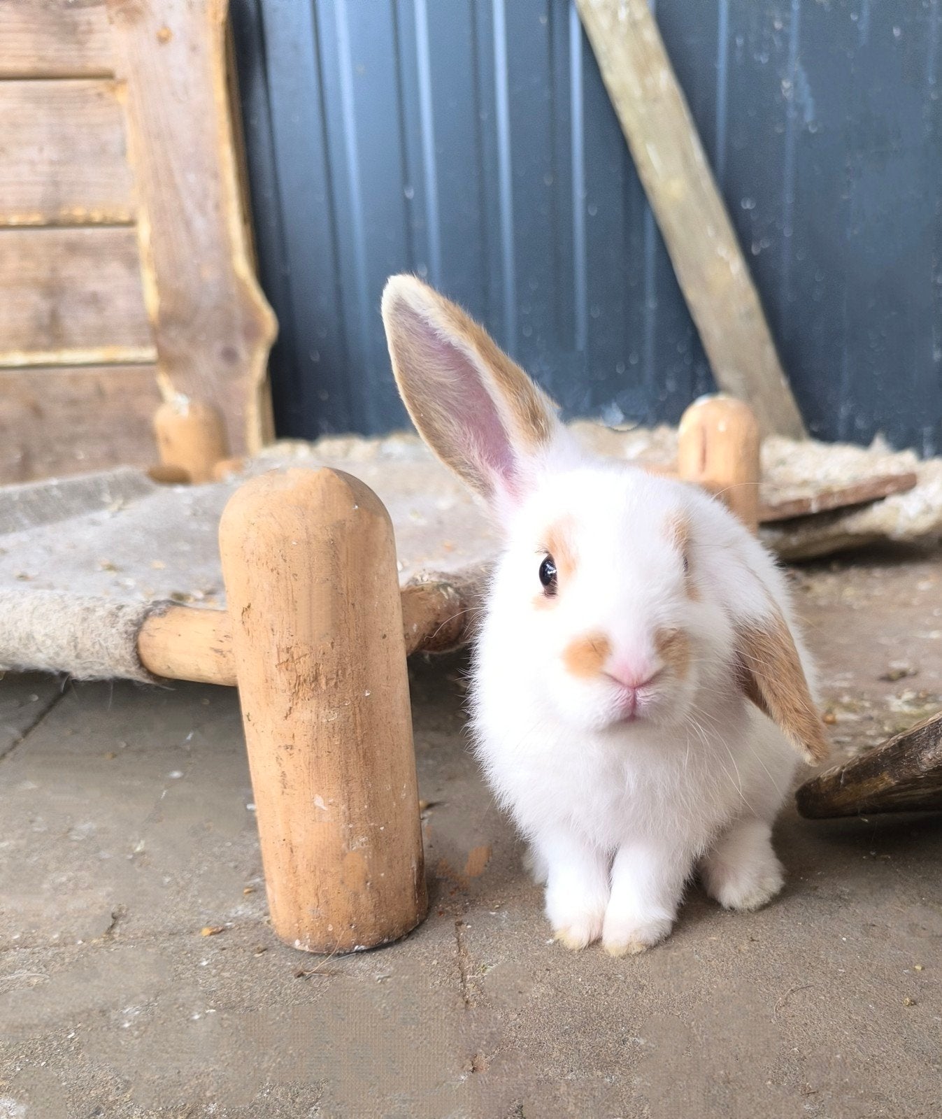 2 rammelaars rammen konijnen mannelijk, Dieren en Toebehoren, Mannelijk