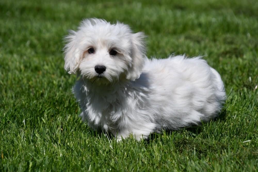 Maltezer pups te koop, Maltezer, 15 weken tot 1 jaar, Reu, Buitenland
