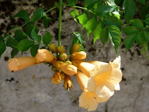Campsis radicans  (Trompetklimmer), Ophalen of Verzenden, Overige soorten, Minder dan 100 cm