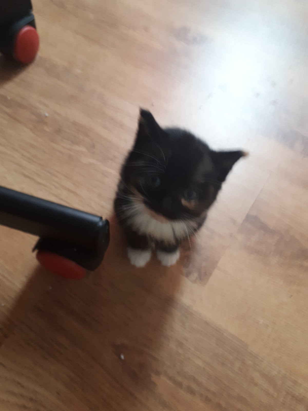 Kittens aangeboden,3 mooie lapjes poesjes en 1 z/w katertje, Dieren en Toebehoren, Meerdere dieren, Kortharig, 0 tot 2 jaar