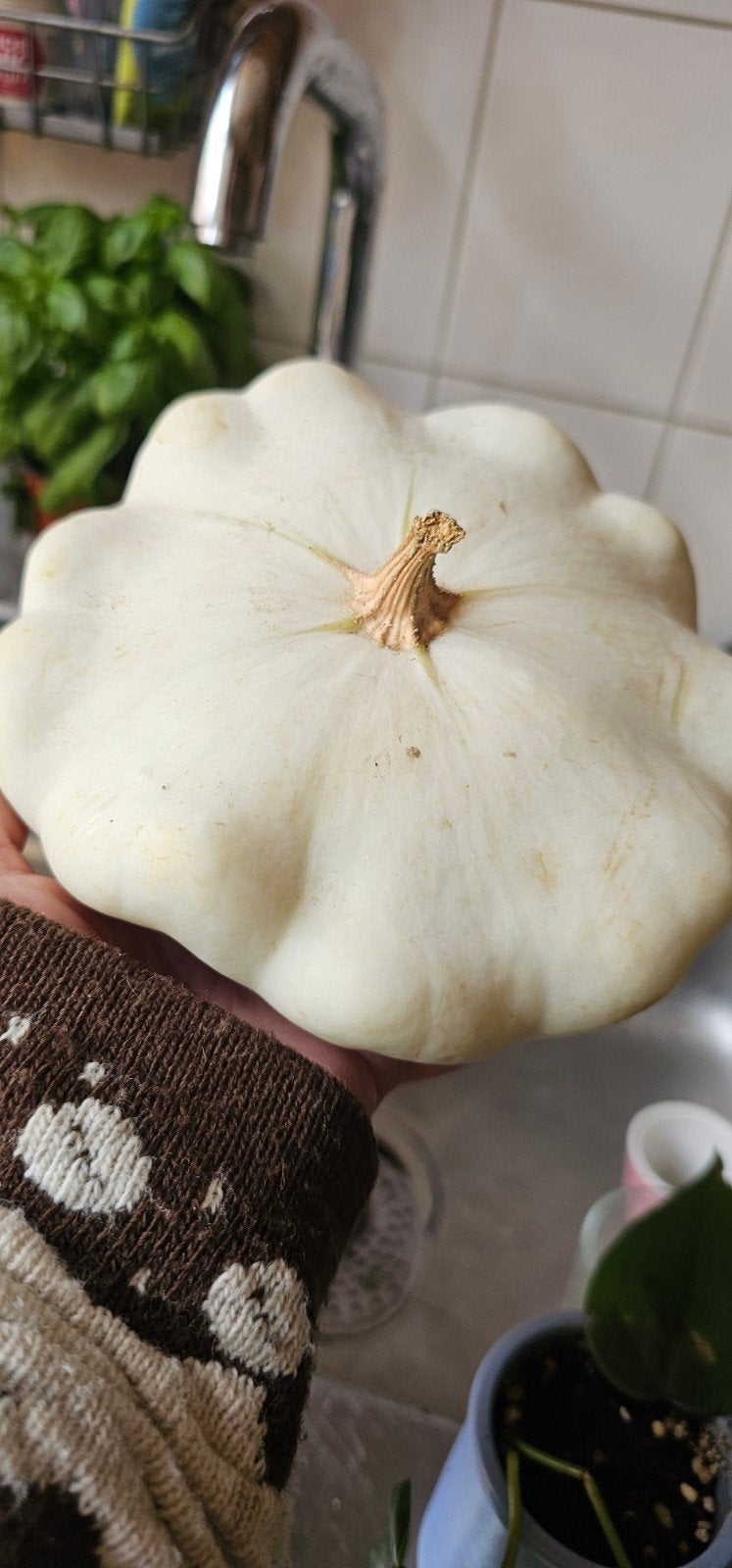 Courgette zaden, Ophalen of Verzenden, Volle zon, Zaad