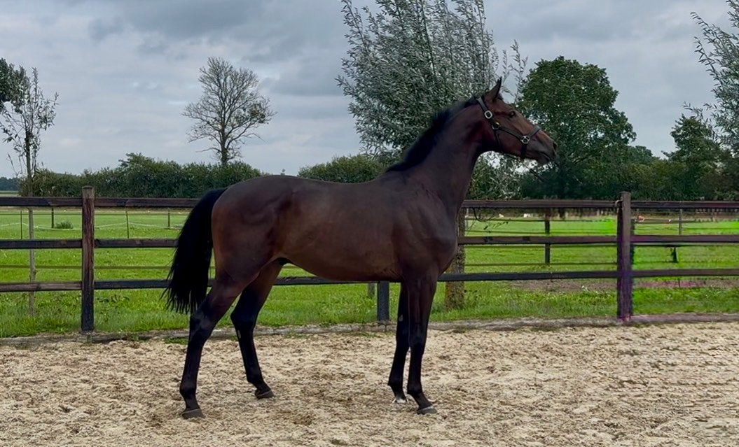 2,5 jarige Succession, Met stamboom, Ruin, Dressuurpaard, 3 tot 6 jaar