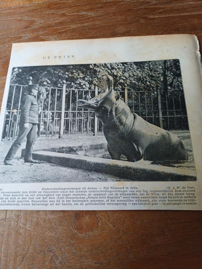 Knipsel nijlpaard dierentuin Artis Amsterdam 1915, Ophalen of Verzenden, Gebruikt, Paard, Beeldje of Figuurtje