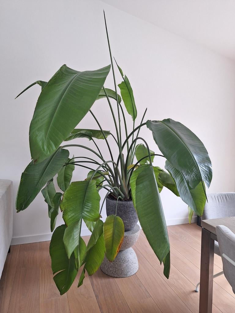 Prachtige grote Strelitzia nicolai/paradijsvogelplant., Ophalen, Halfschaduw, 200 cm of meer