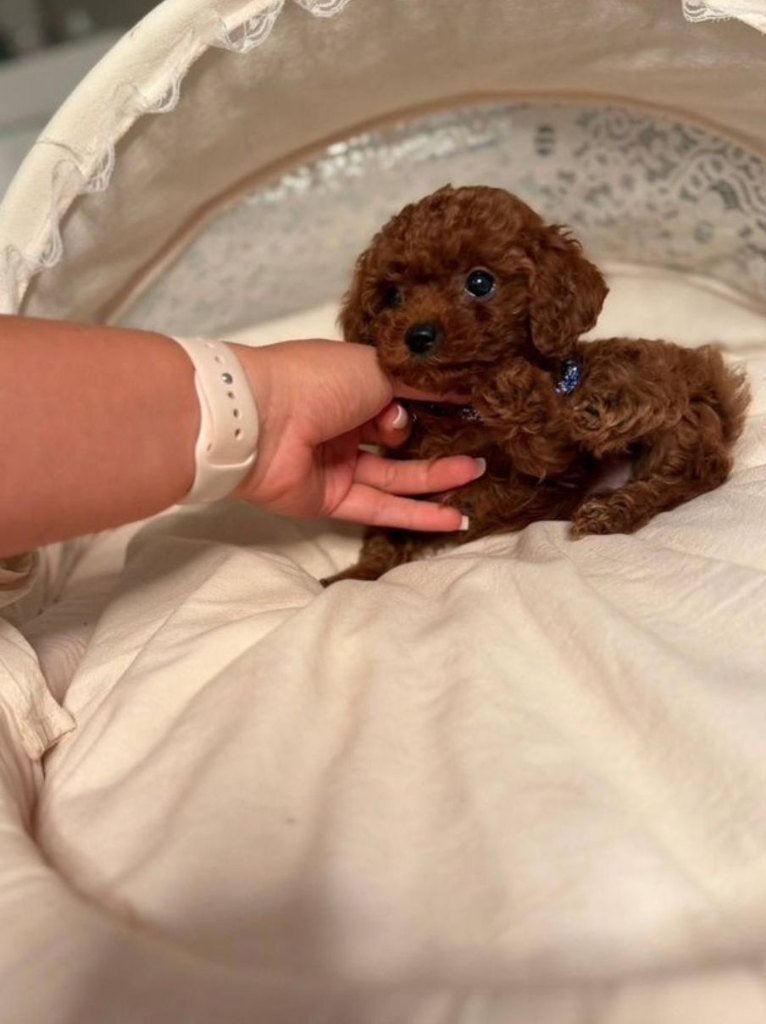 Prachtige toypoedel pups, Poedel, 8 tot 15 weken, Parvo, Meerdere dieren