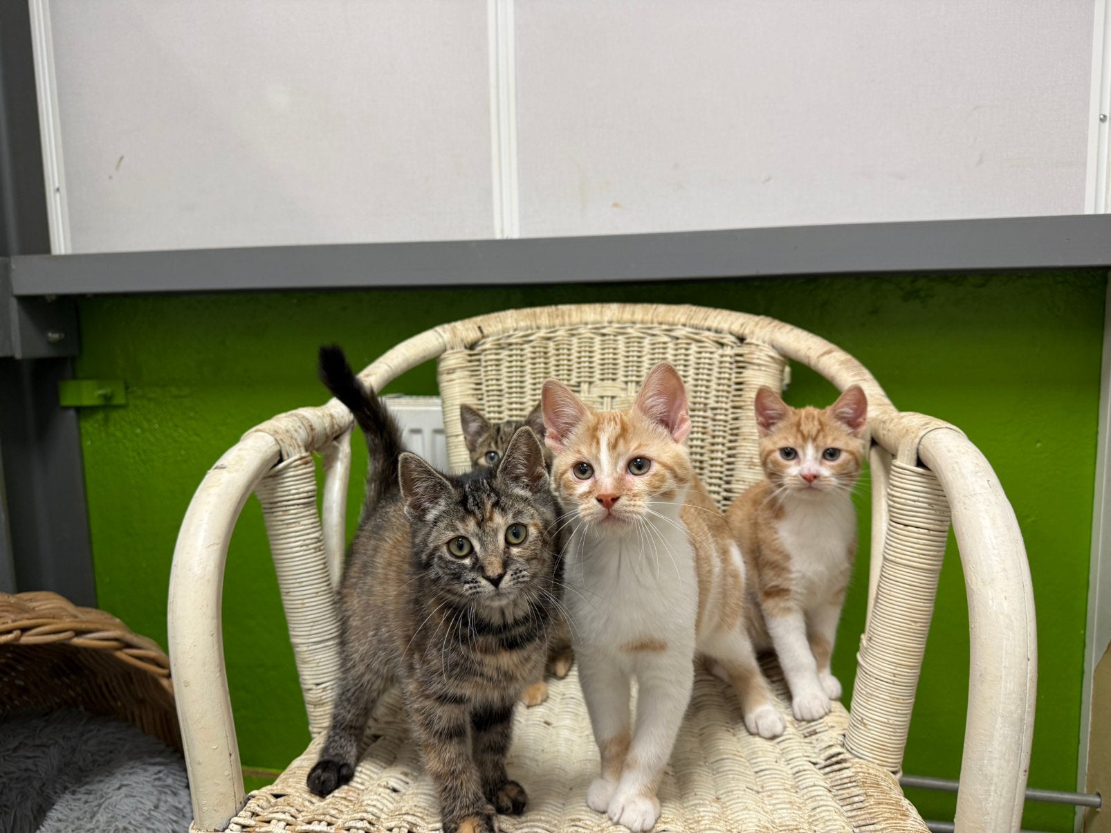 Lieve gevaccineerde en gechipte kittens, Meerdere dieren