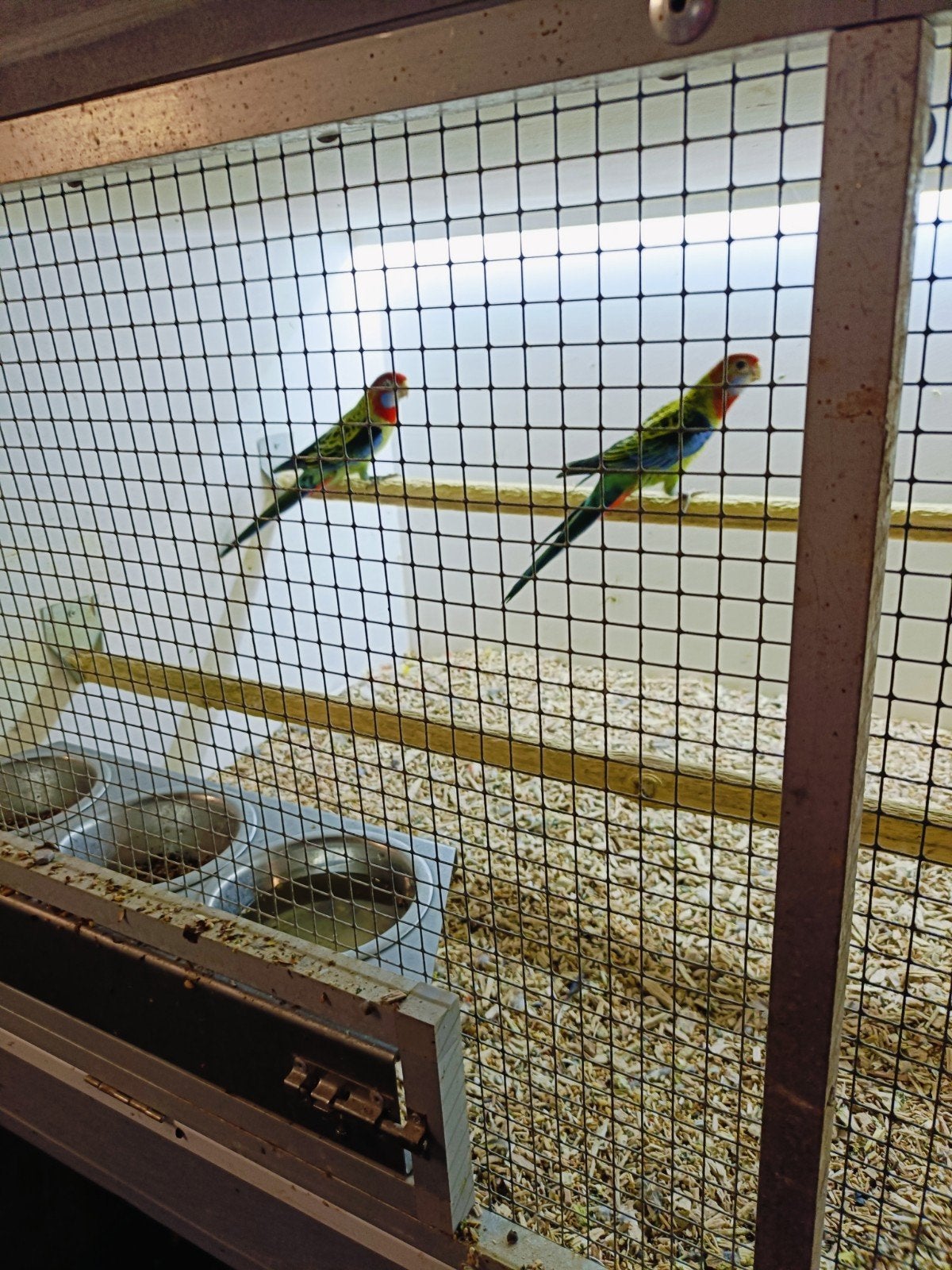 Rosella's, Dieren en Toebehoren, Meerdere dieren, Parkiet