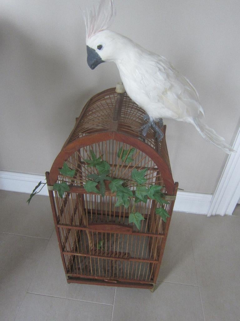 kaketoe nep, met sierlijke Venetiaanse houten vogelkooi, Ophalen of Verzenden, Zo goed als nieuw, Hout, Vogelkooi