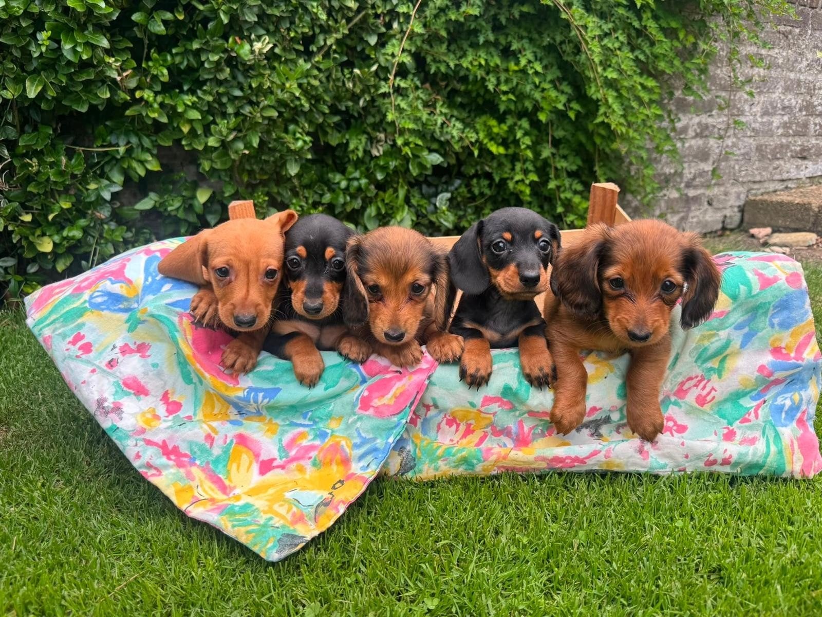 Teckel pups / puppy's kortharig en langharig, Parvo, 8 tot 15 weken, Korthaar, Dwerg