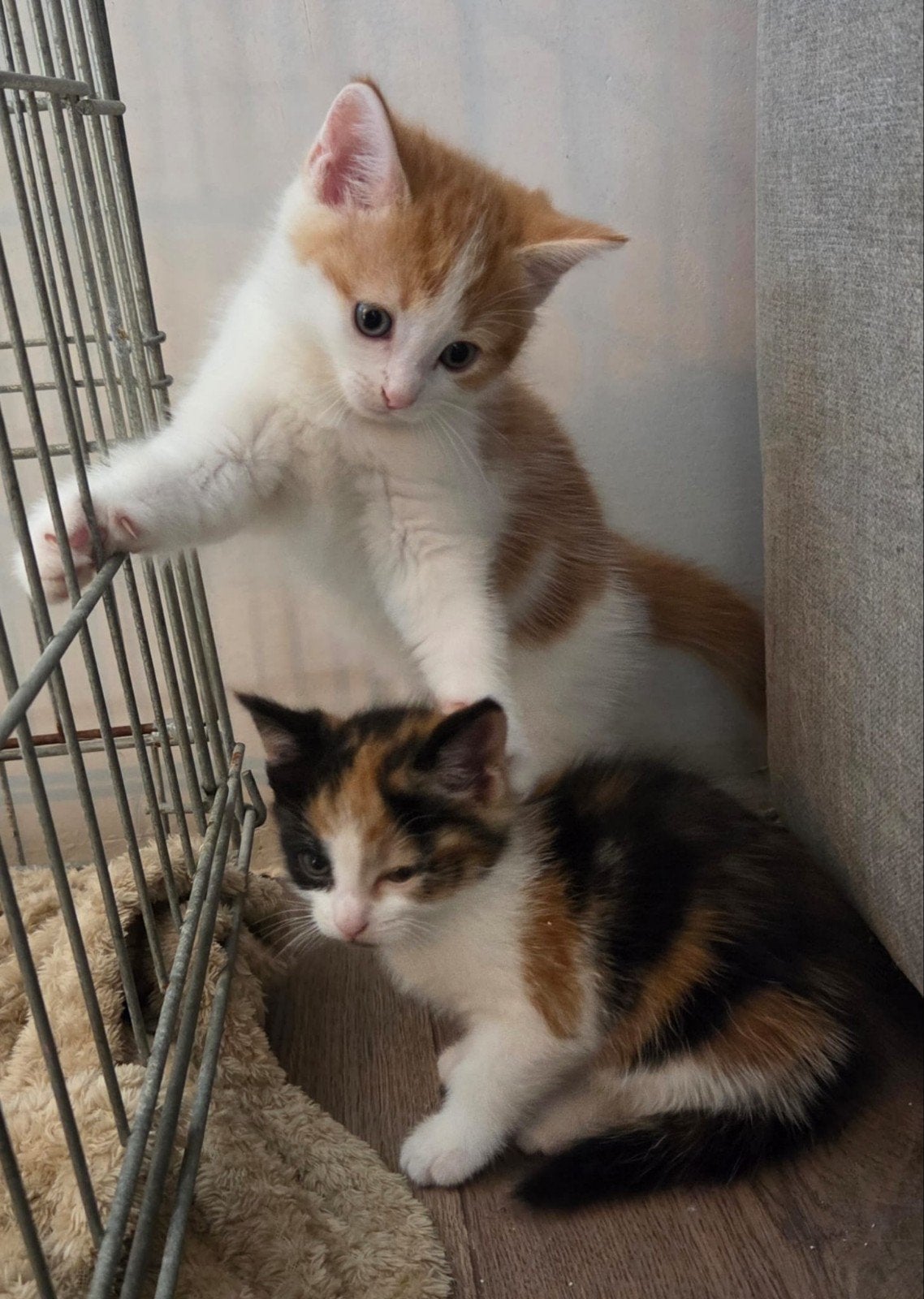 2 katertjes en 1 poesje, Dieren en Toebehoren, Meerdere dieren