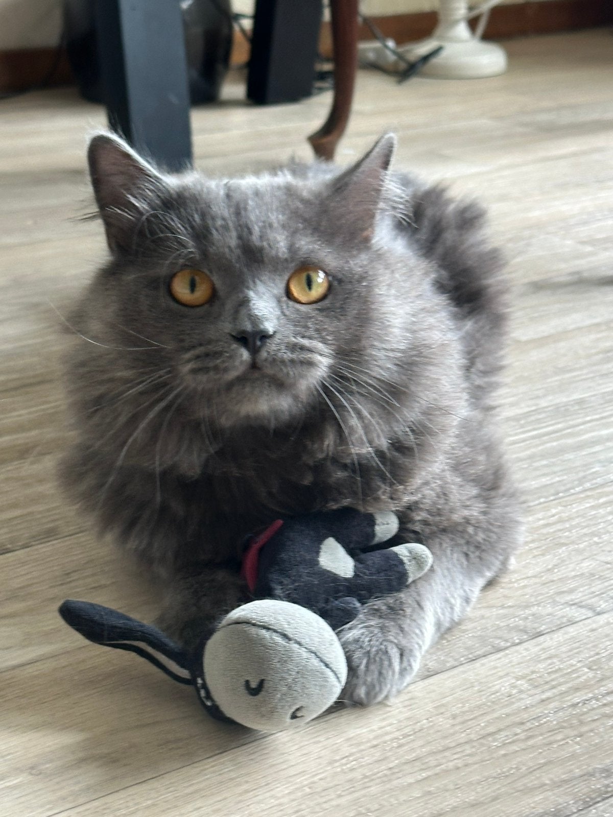 Lieve British Longhair kater zoekt een warm nieuw thuis ️, Kater