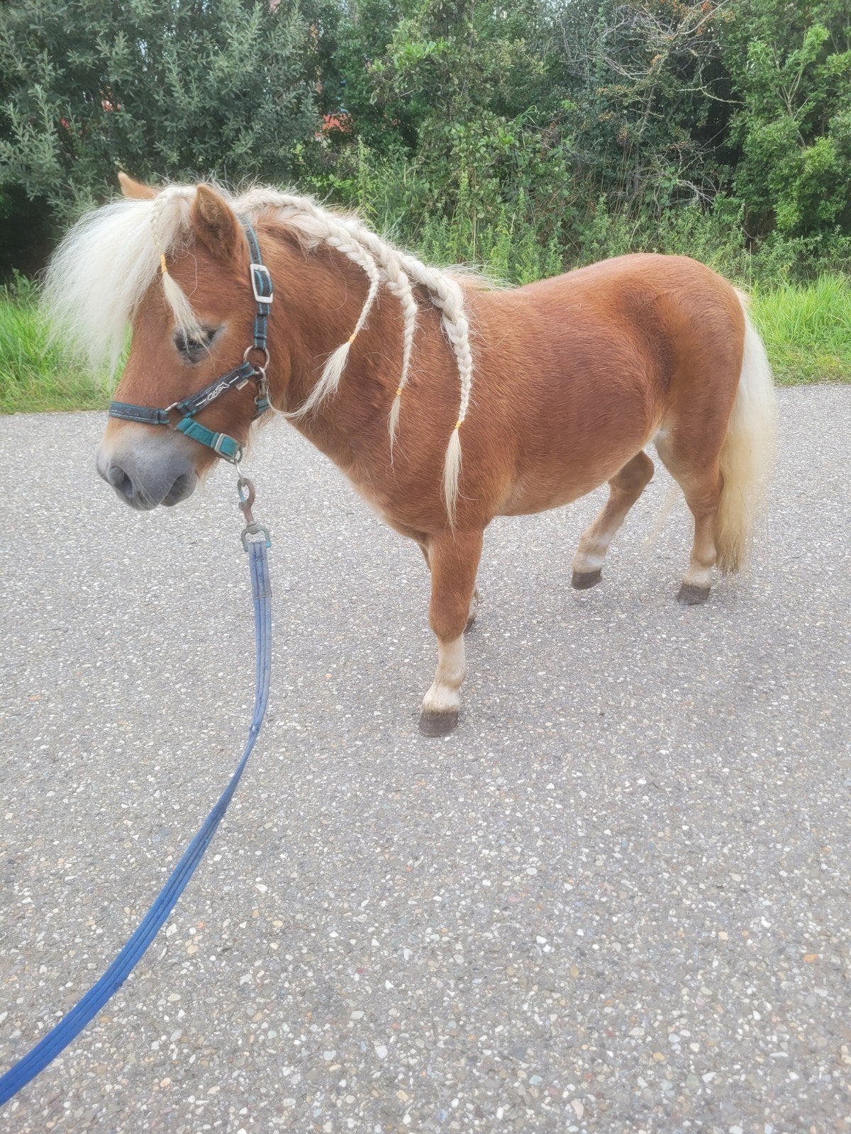 2 mooie ponys te koop, Dieren en Toebehoren, Ophalen