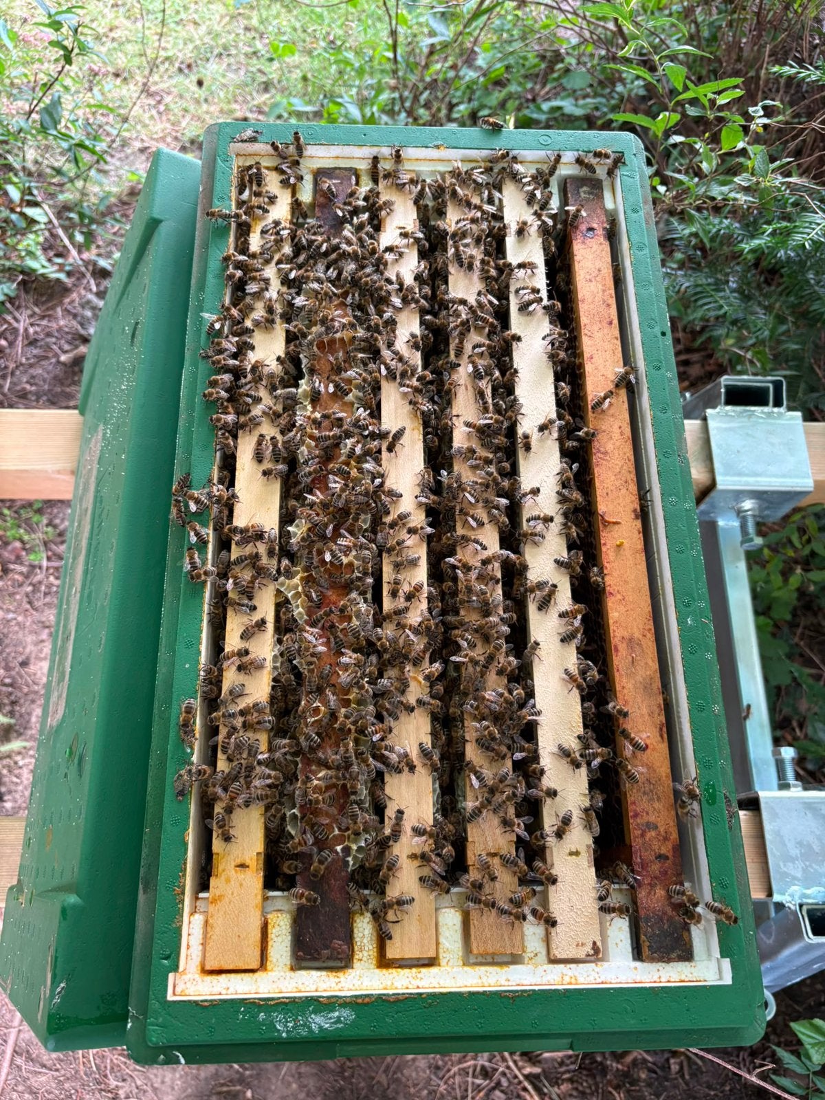 Carnica bijen, Dieren en Toebehoren, Bijen