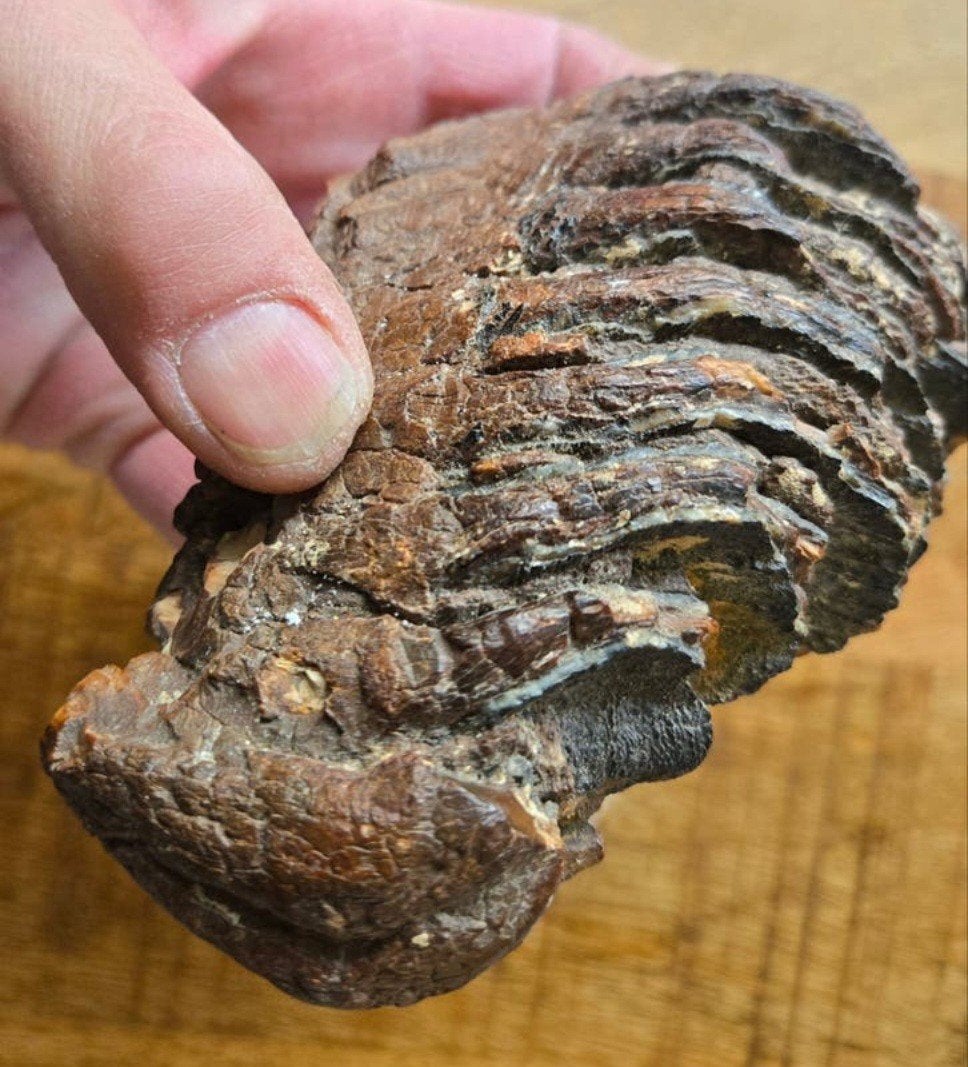 Kies Wolharige Mammoet fossiel ijstijd noordzee pre historie, Verzamelen, Mineralen en Fossielen, Ophalen of Verzenden, Fossiel