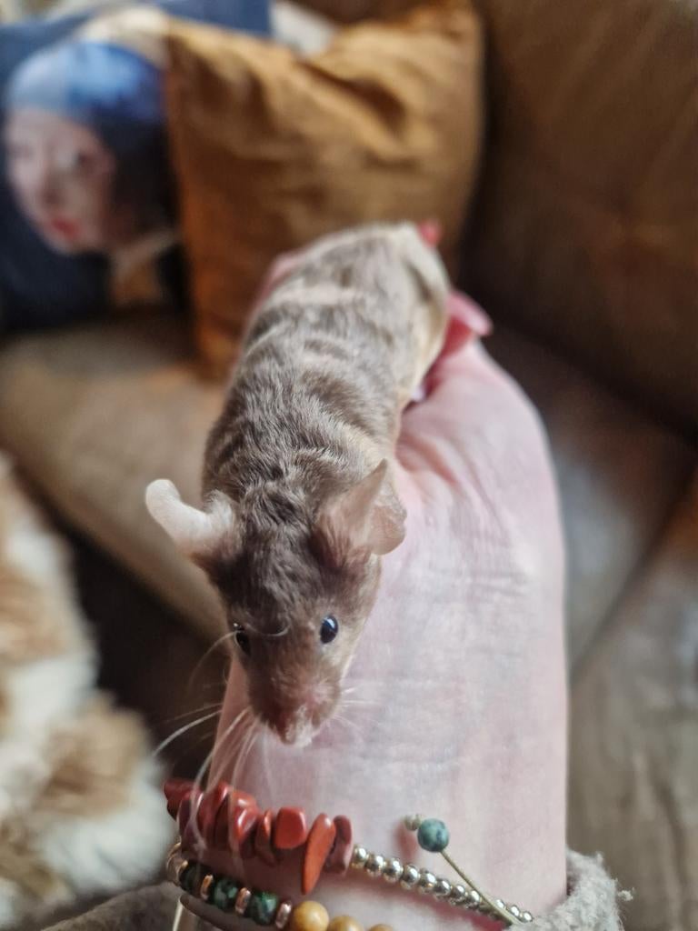Satijnen tan kleurmuis man rood bruin langhaar slag muis, Dieren en Toebehoren, Knaagdieren, Maart, Muis, Mannelijk, Tam