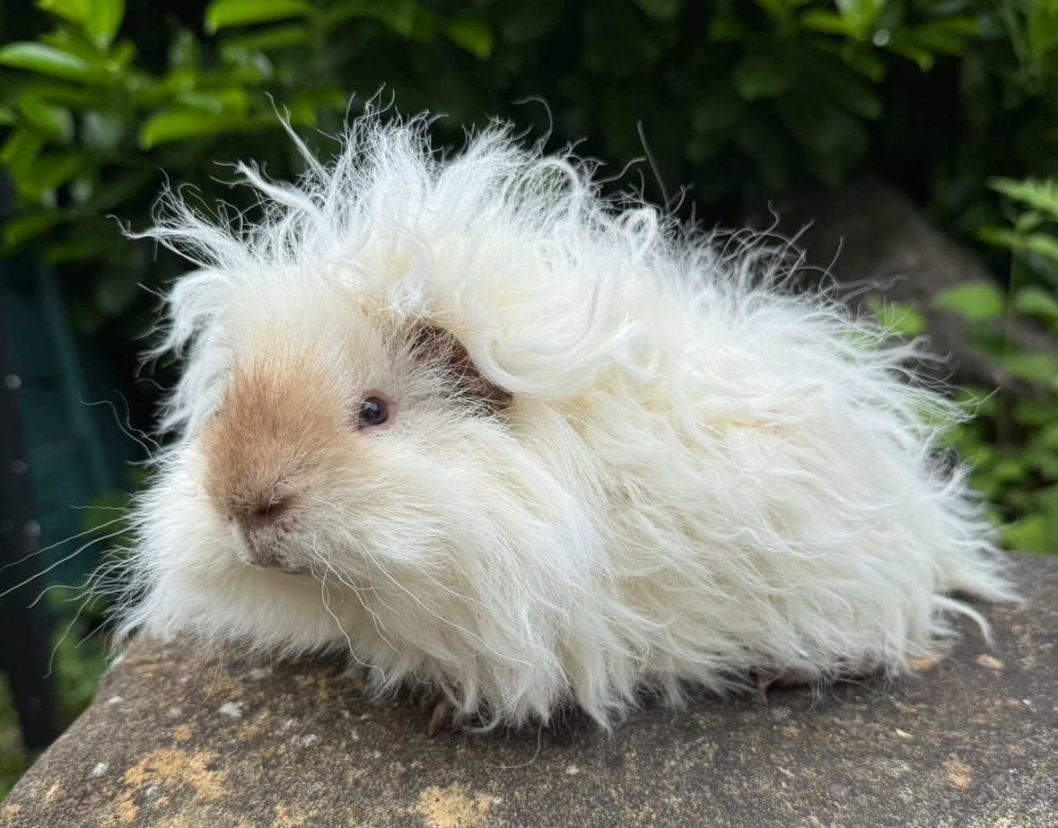 Lunkarya Cavias, Februari, Mannelijk, Cavia