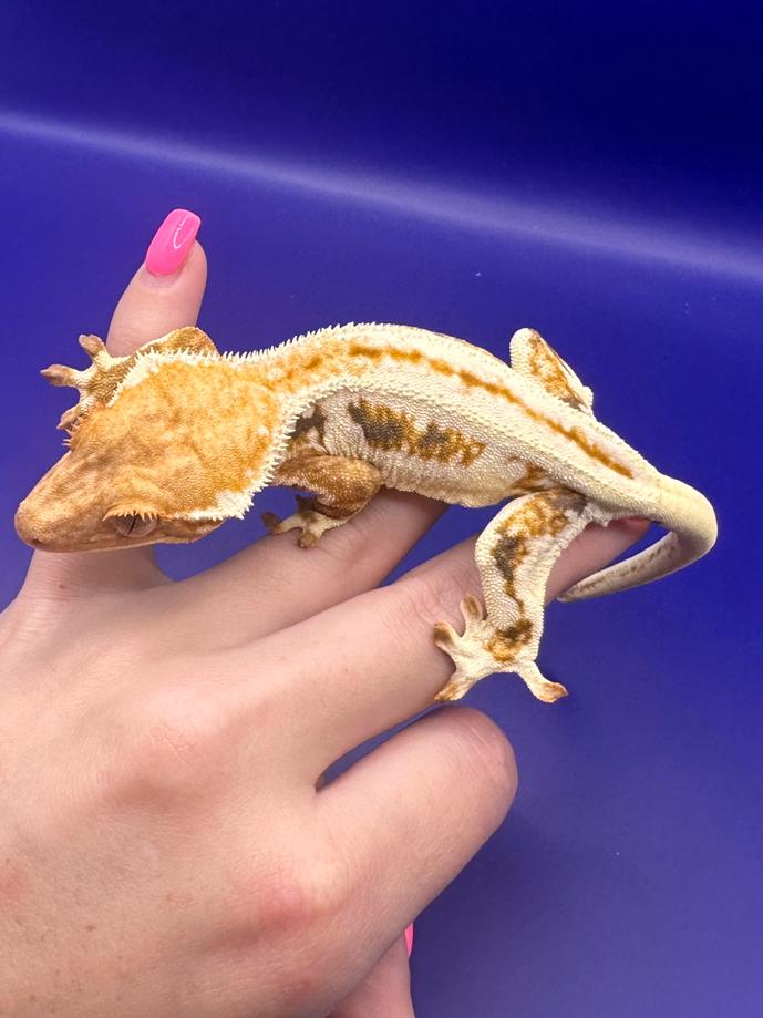 Wimpergekko vrouw lilly white tricolor Crested Gecko - female for sale from RX Cresties