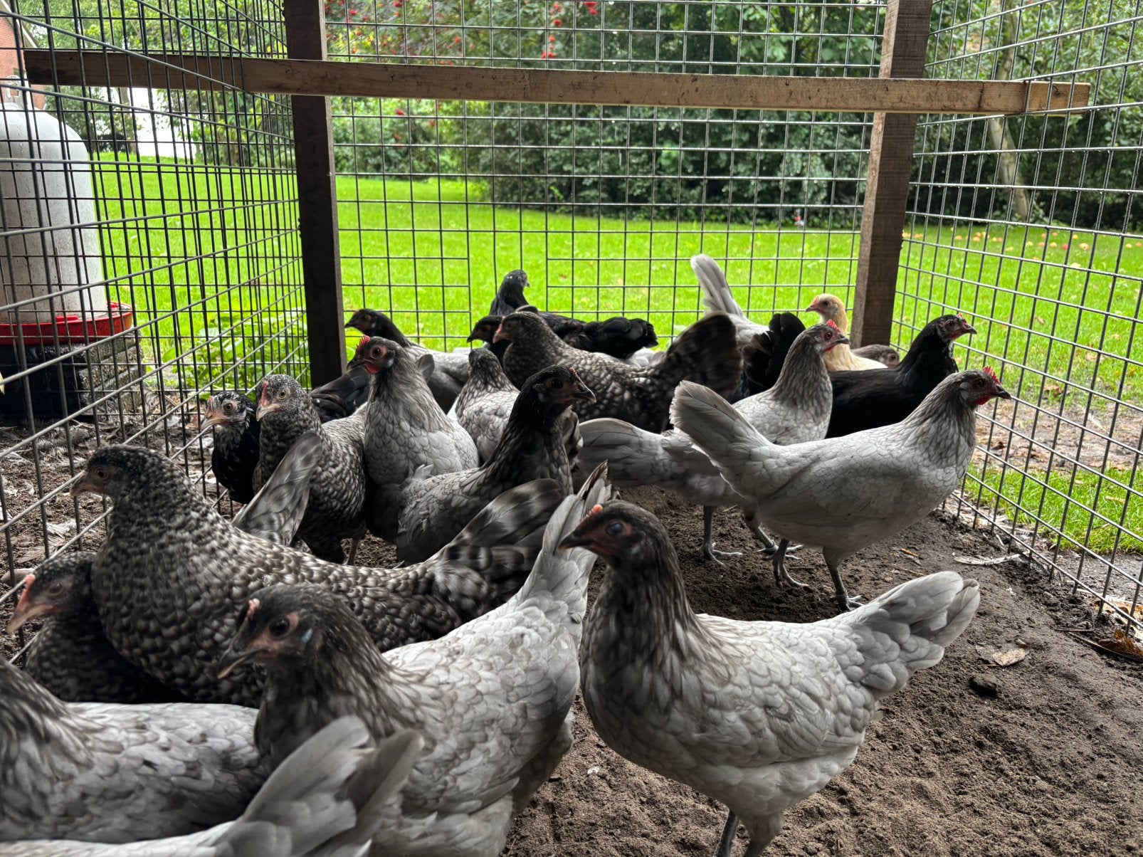 Jonge, raszuivere Friese Hoender hennetjes te koop, Dieren en Toebehoren, Vrouwelijk, Kip