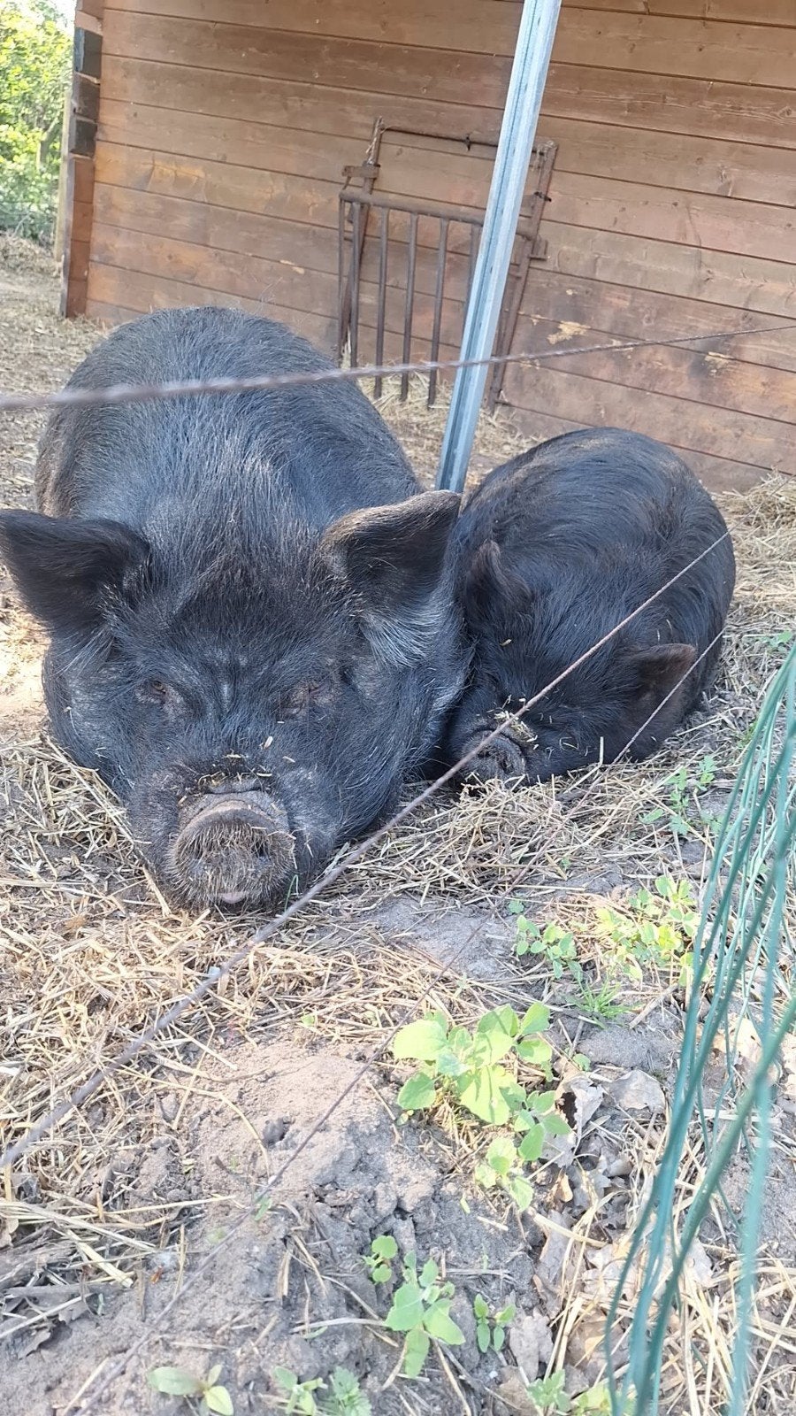 te koop 2 varkens, Dieren en Toebehoren, Mannelijk, Varken, 0 tot 2 jaar