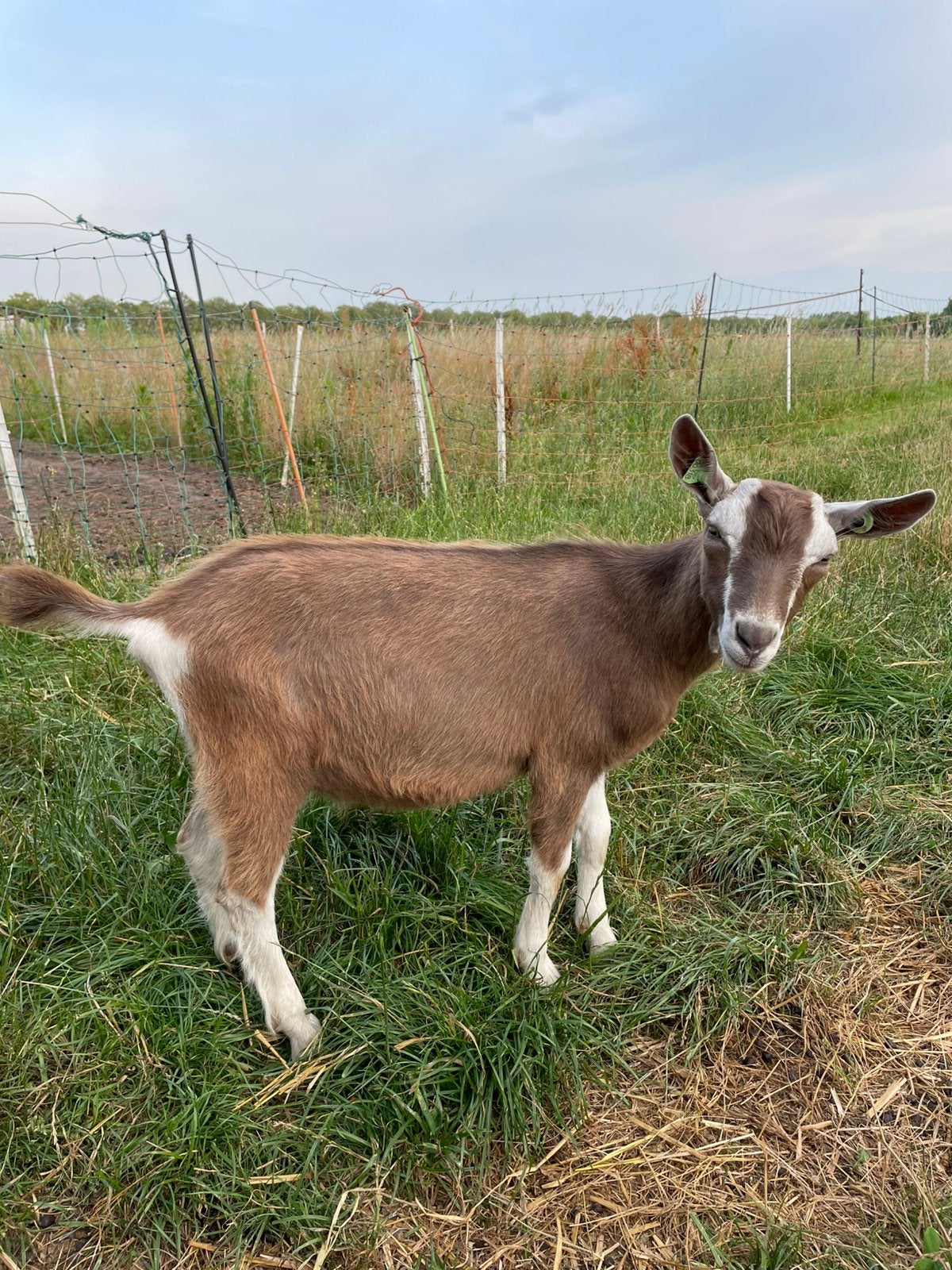 2 makke hoornloze toggenburger bokjes, Dieren en Toebehoren, Schapen, Geiten en Varkens, Geit, Mannelijk, 0 tot 2 jaar